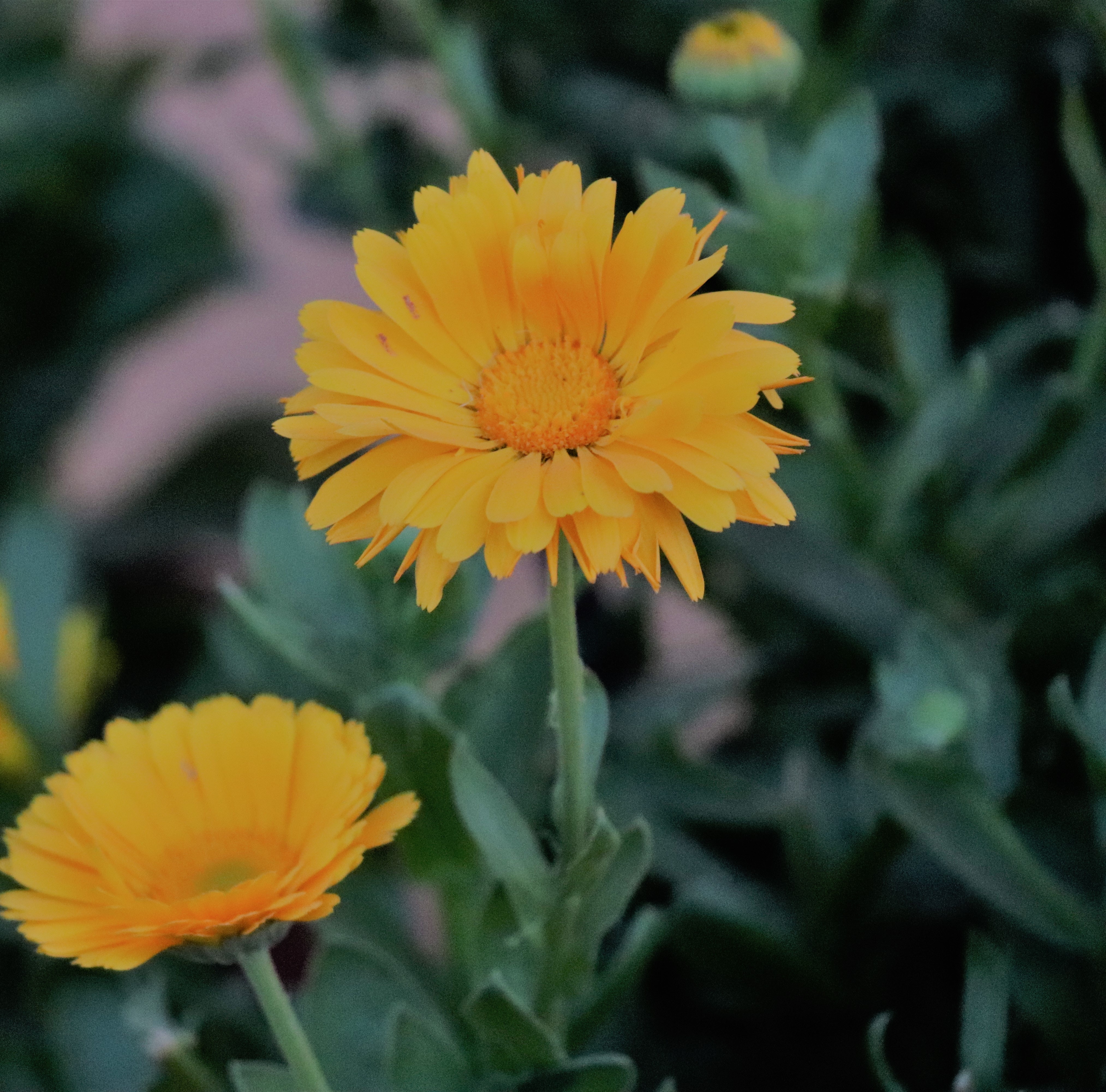 Yellow Petaled Flower · Free Stock Photo
