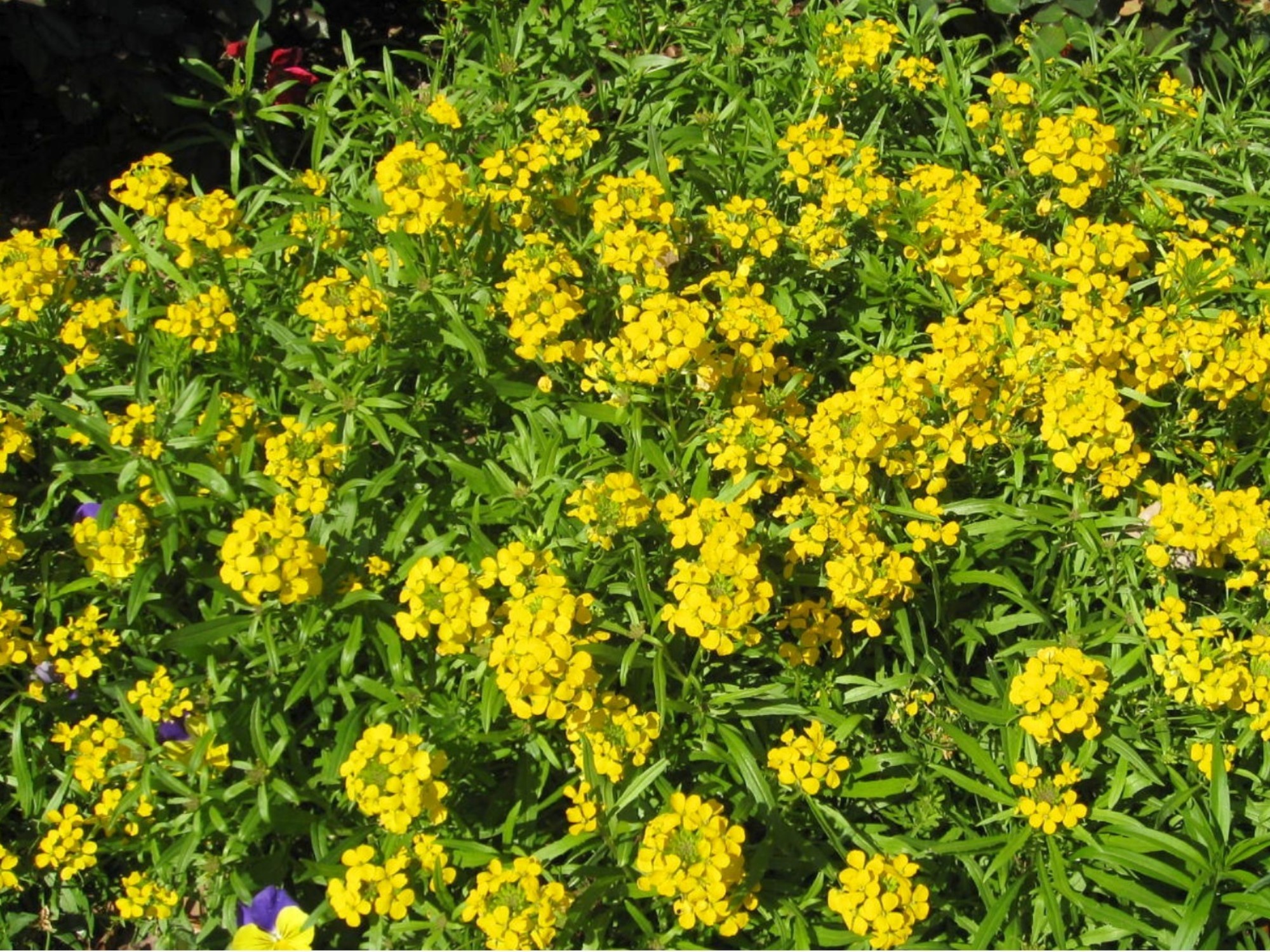 Online Plant Guide - Erysimum 'Citrona Yellow' / Wallflower