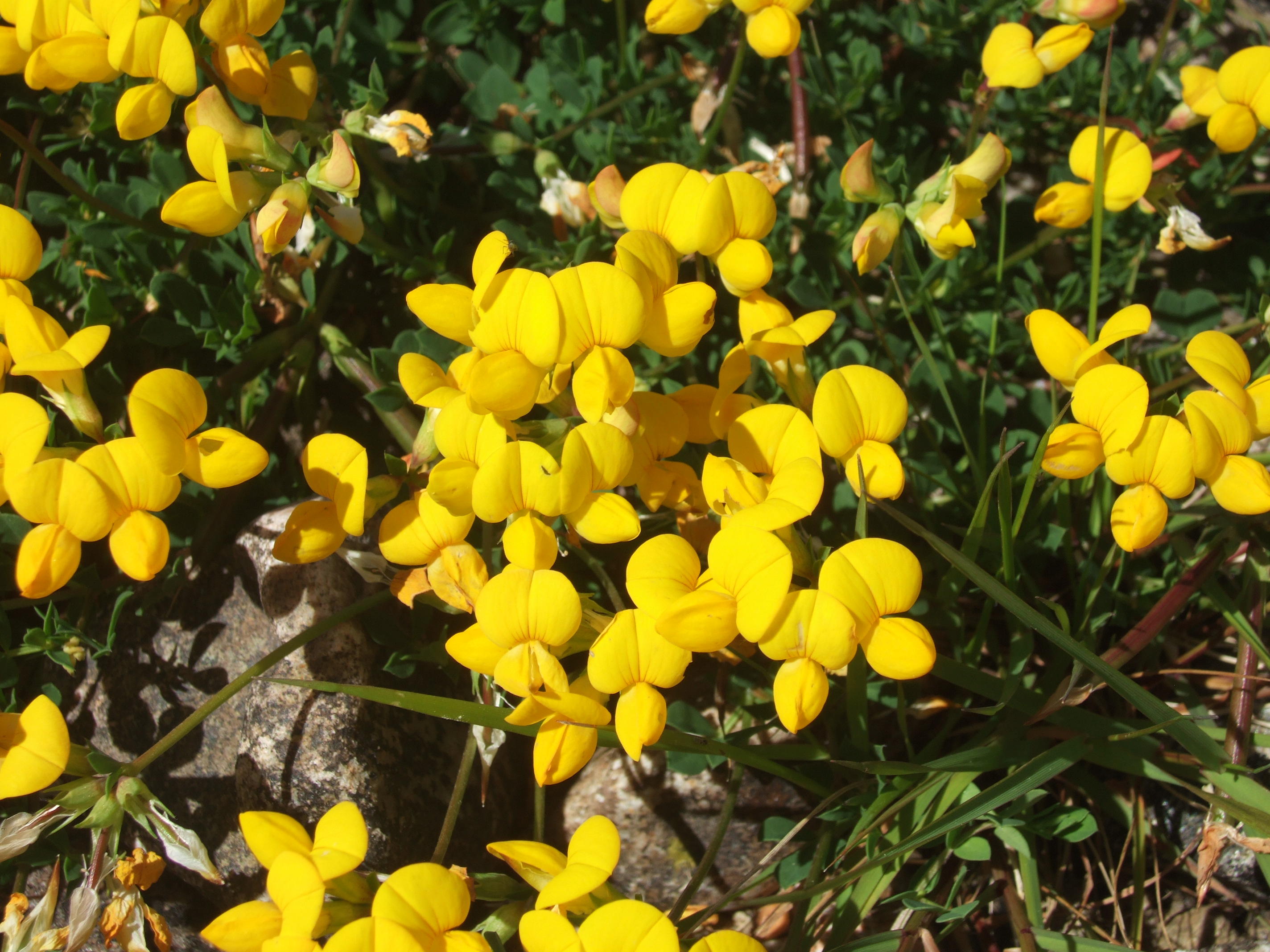 NaturePlus: Yellow Flowered Plant Growing in Gravel, Loch Arkaig ...