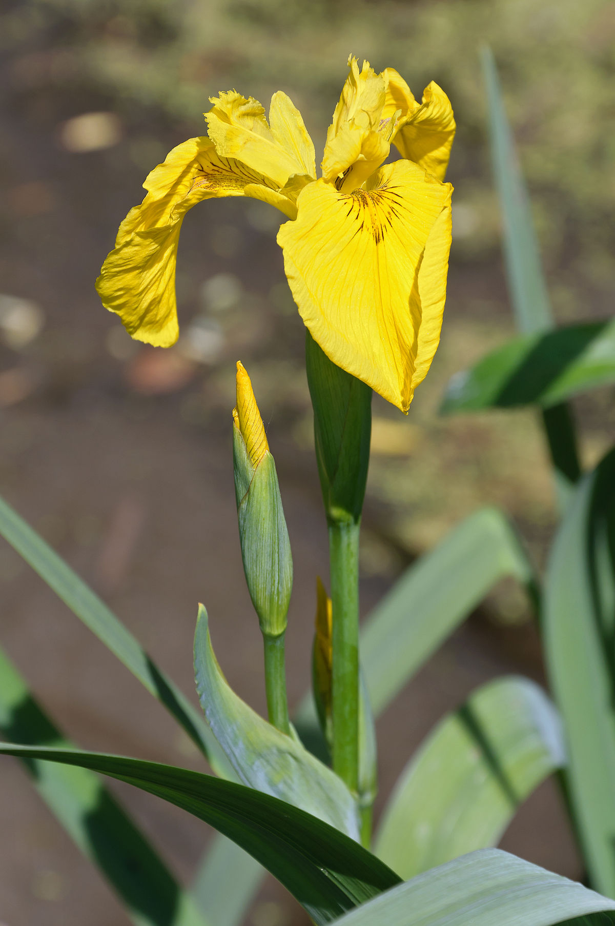 Iris pseudacorus - Wikipedia