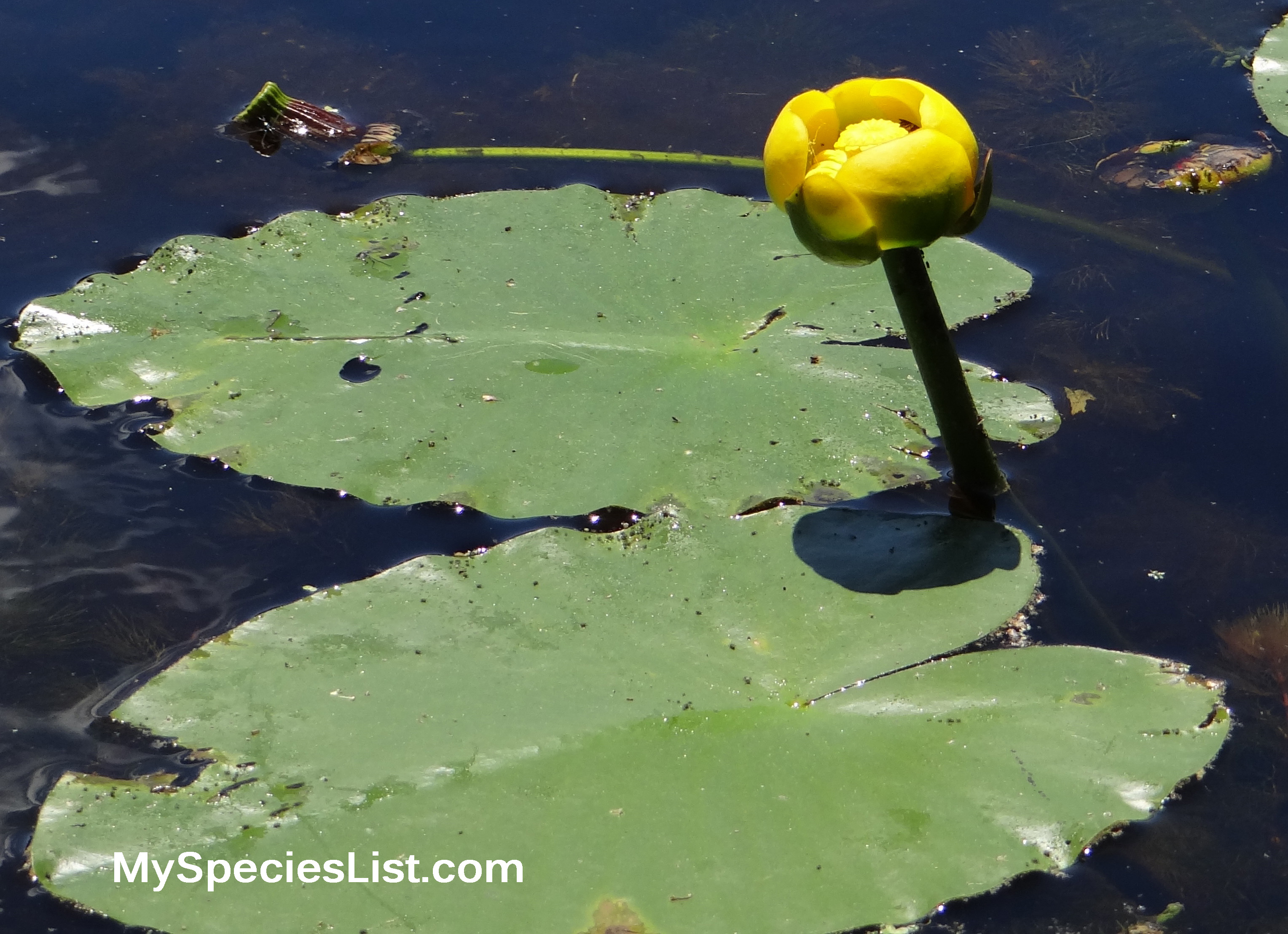 Yellow Pond Lily Nuphar lutea - MySpeciesList.com