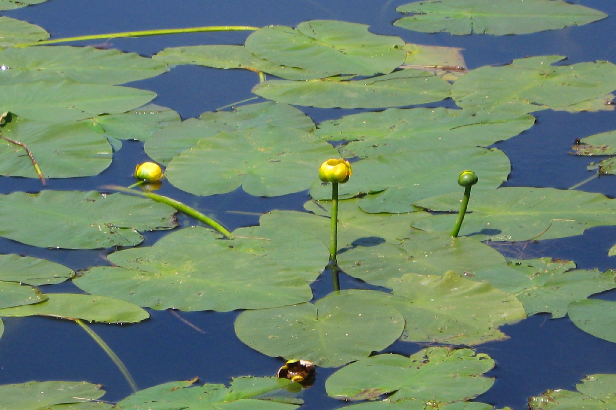 Yellow Pond Lily : Photos, Diagrams & Topos : SummitPost