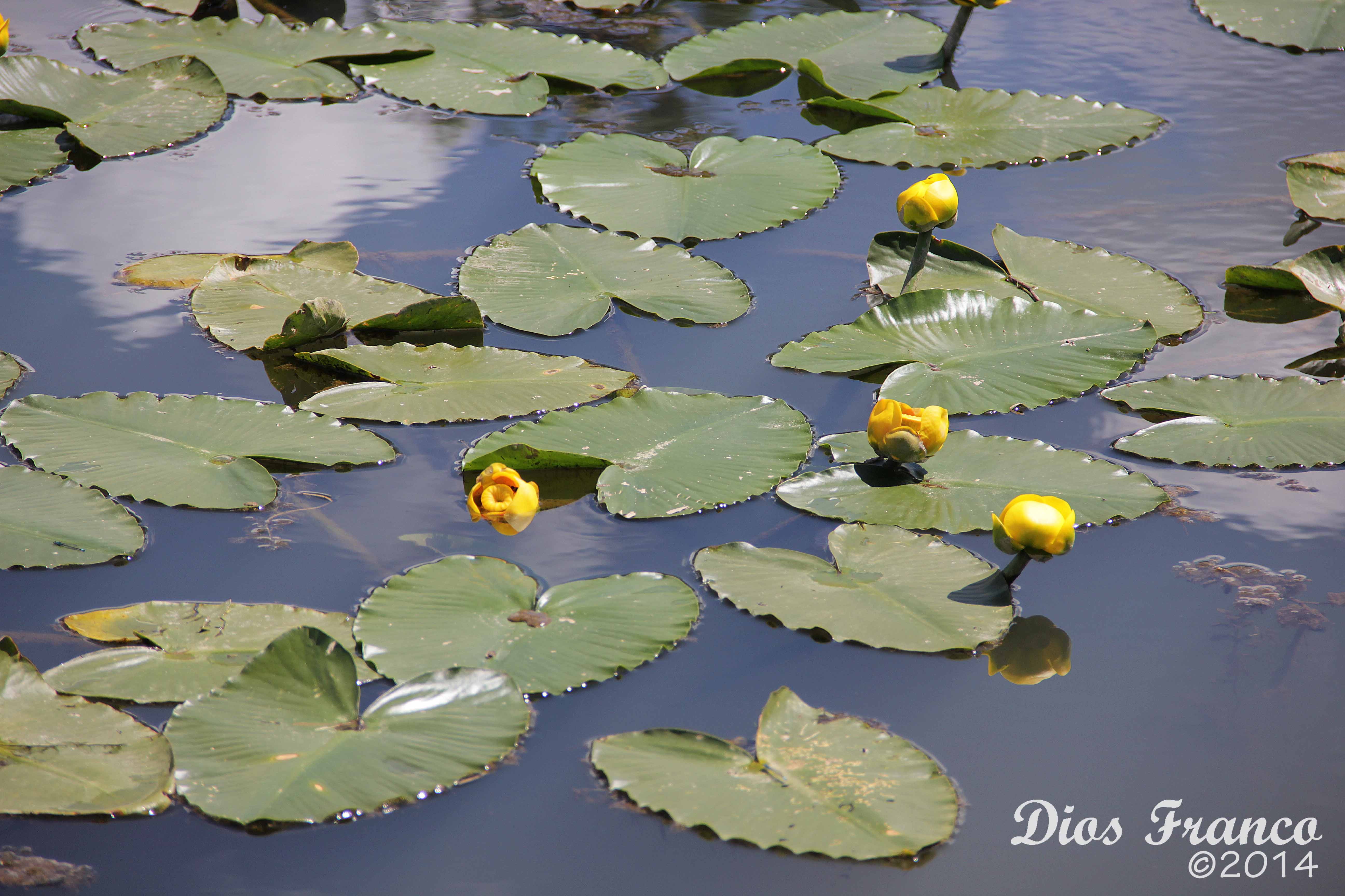 Pond-lily, Yellow [Spatterdock] (Nuphar Polysepalum) – Nw Visual ...