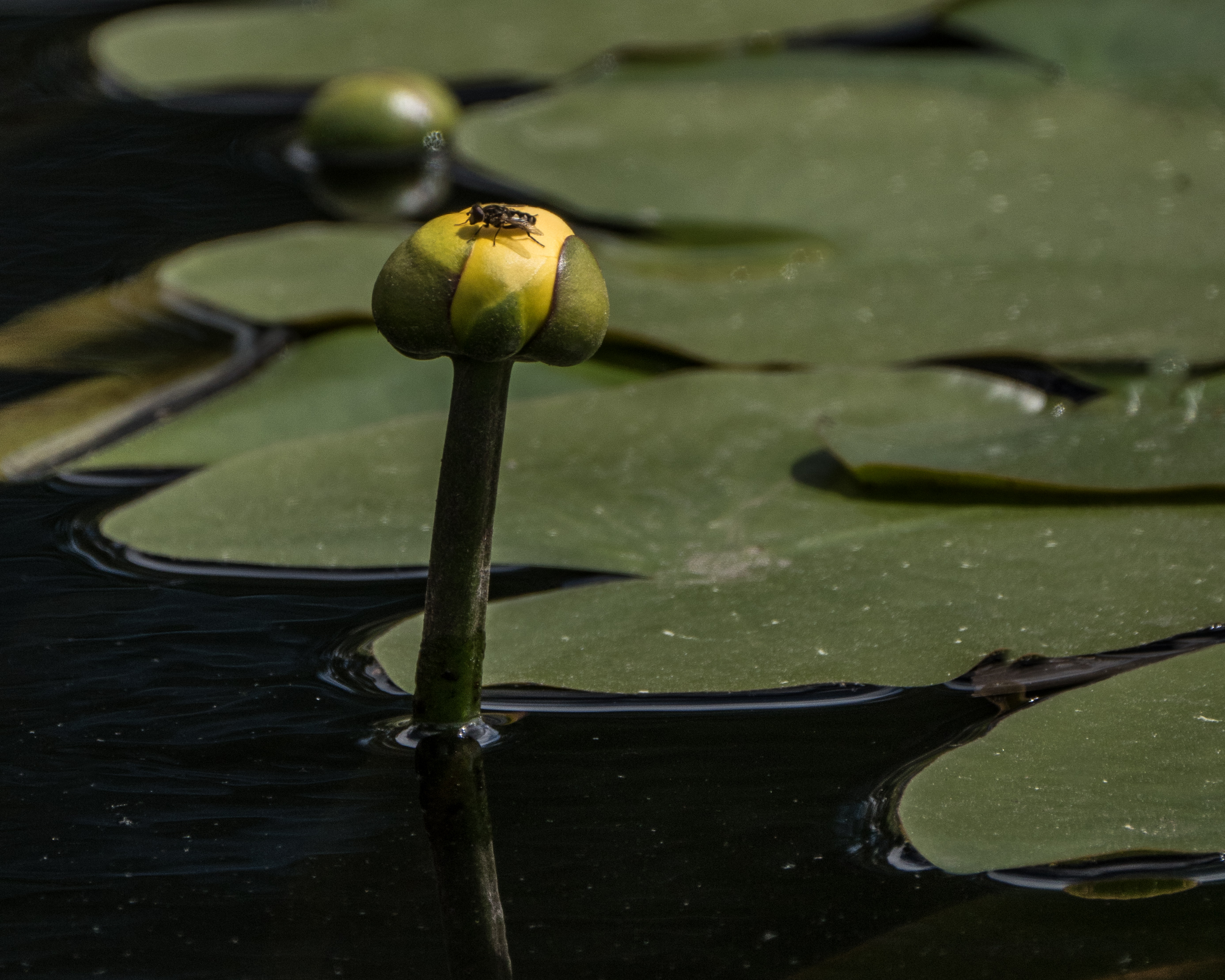 Yellow pond lily | Brtthome's Blog