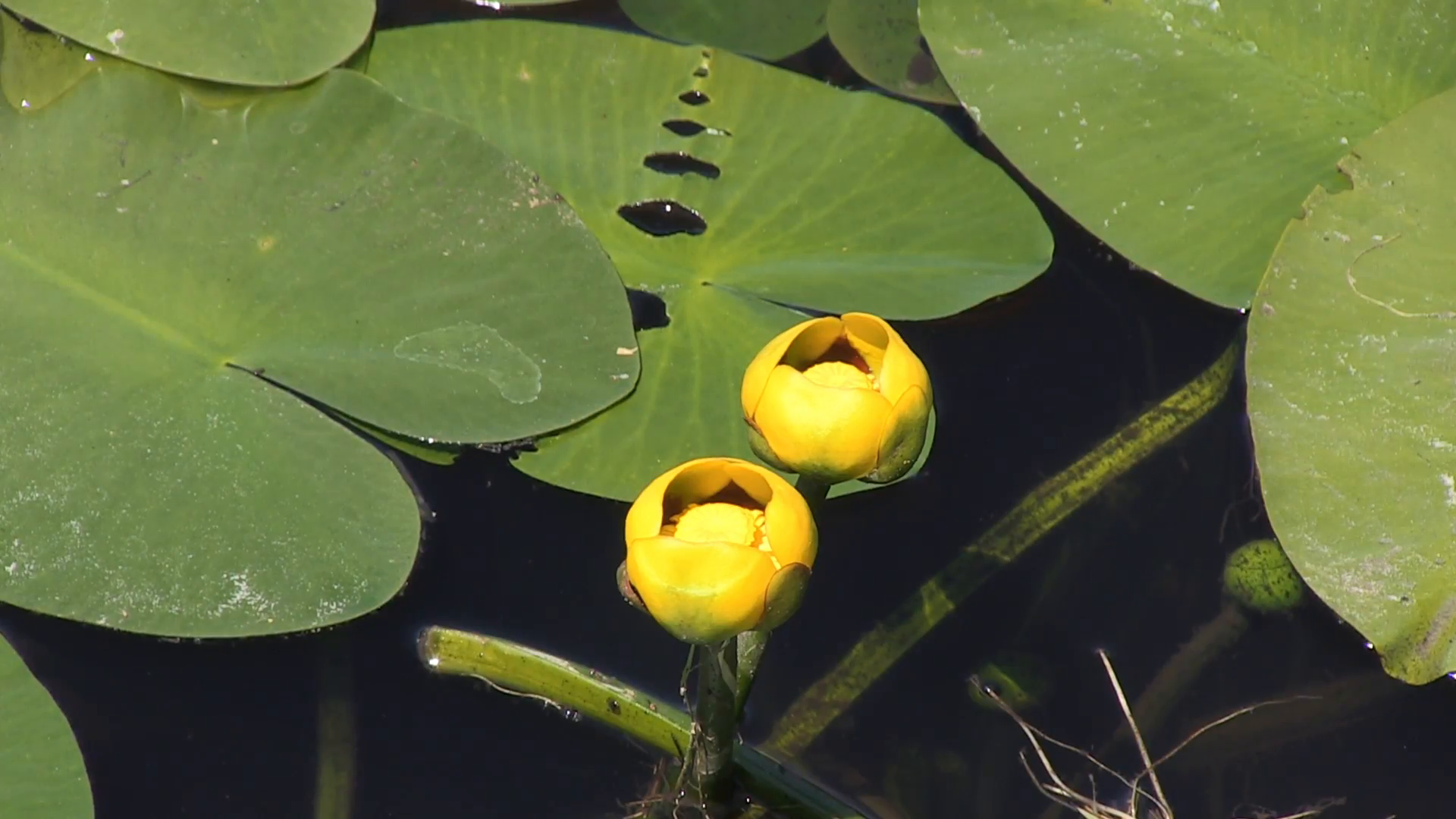 Yellow Pond Lily fully in bloom growing in marshland. Stock Video ...