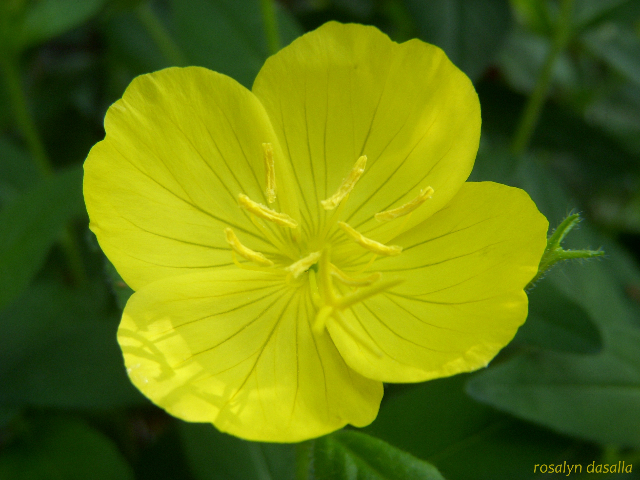 Yellow primrose | Nature's beauty: