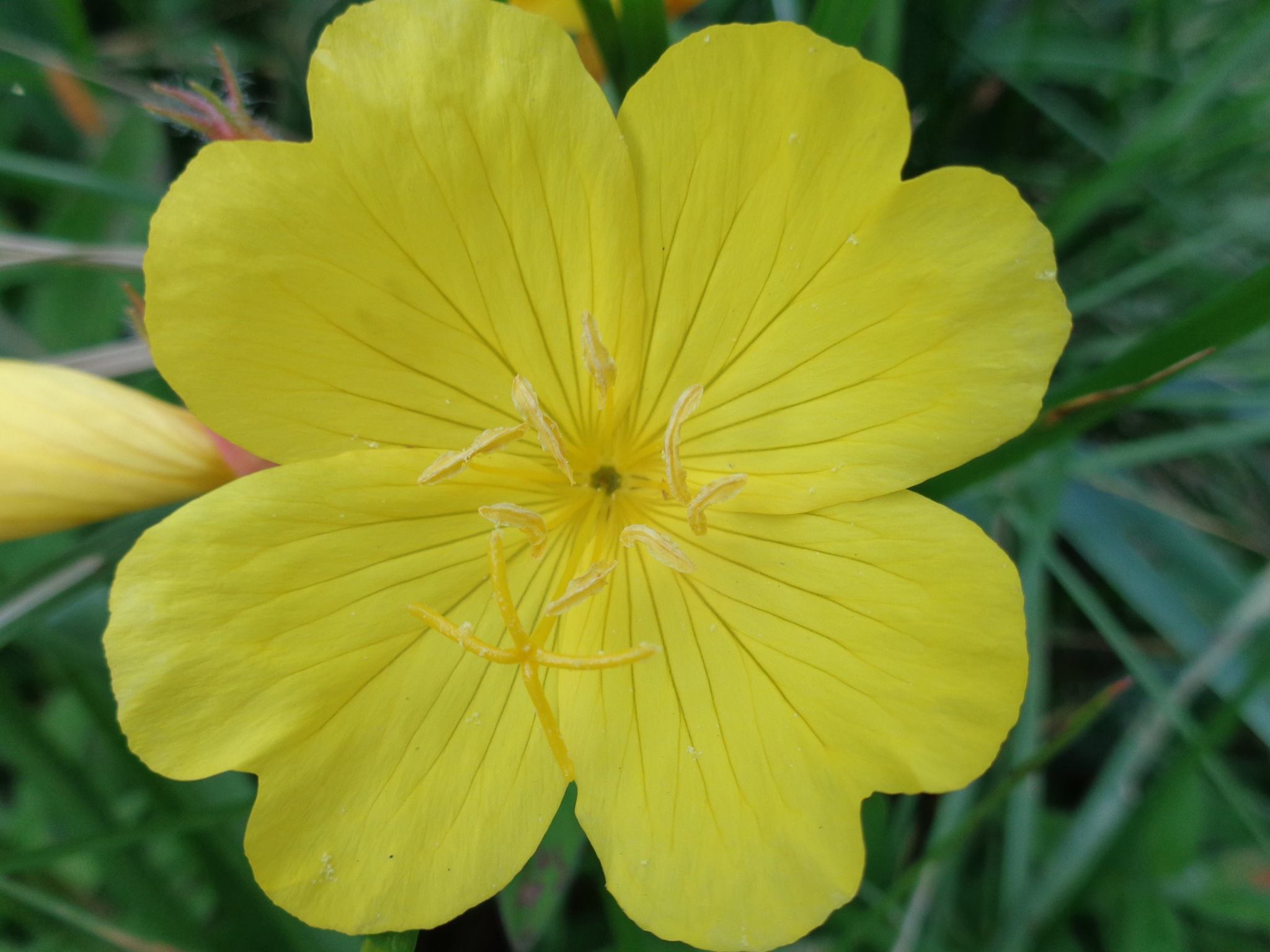 Yellow Primrose, Bloom, Flower, Primrose, Yellow, HQ Photo