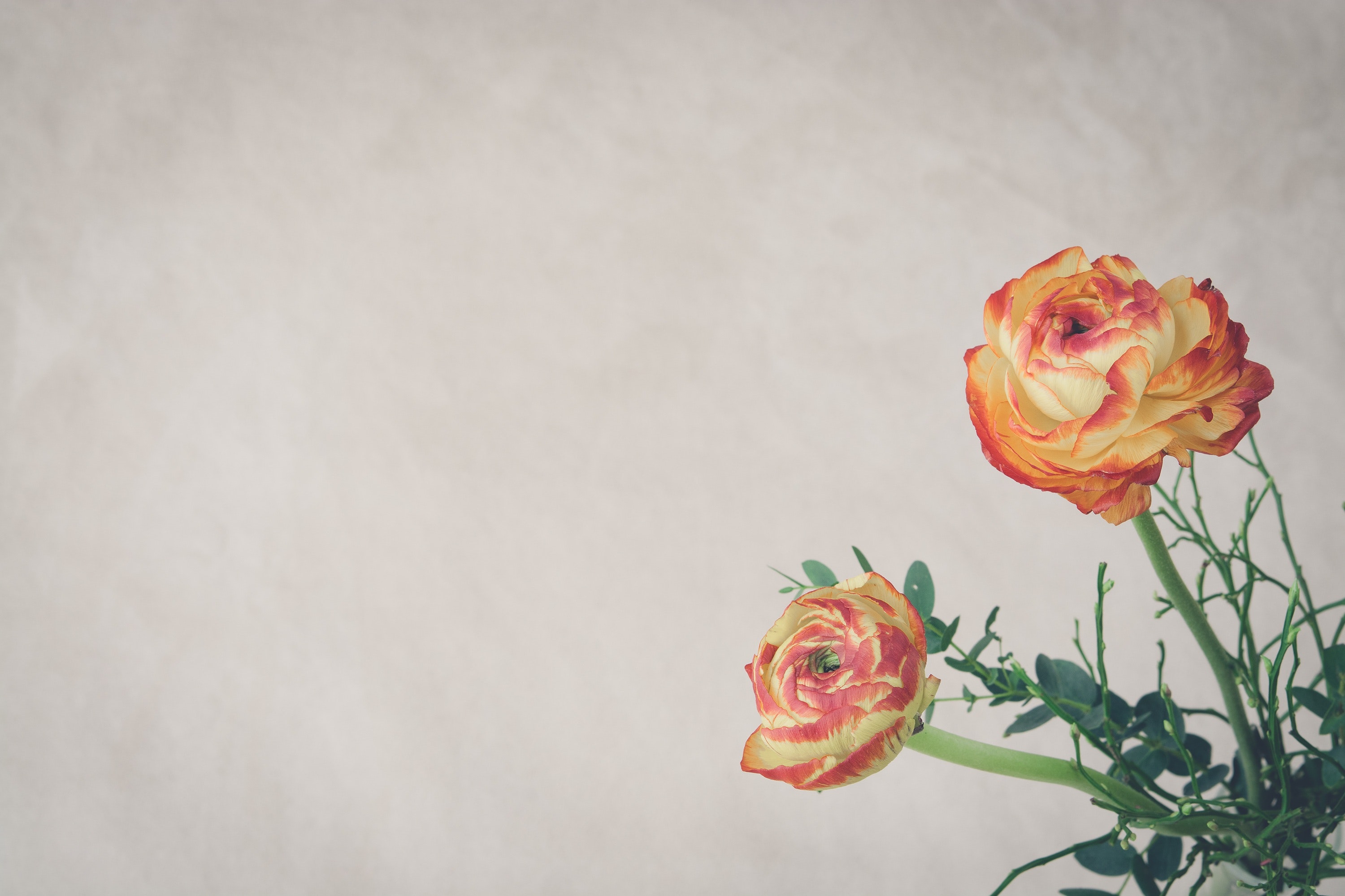 Free stock photo of background, copy space, cut flowers