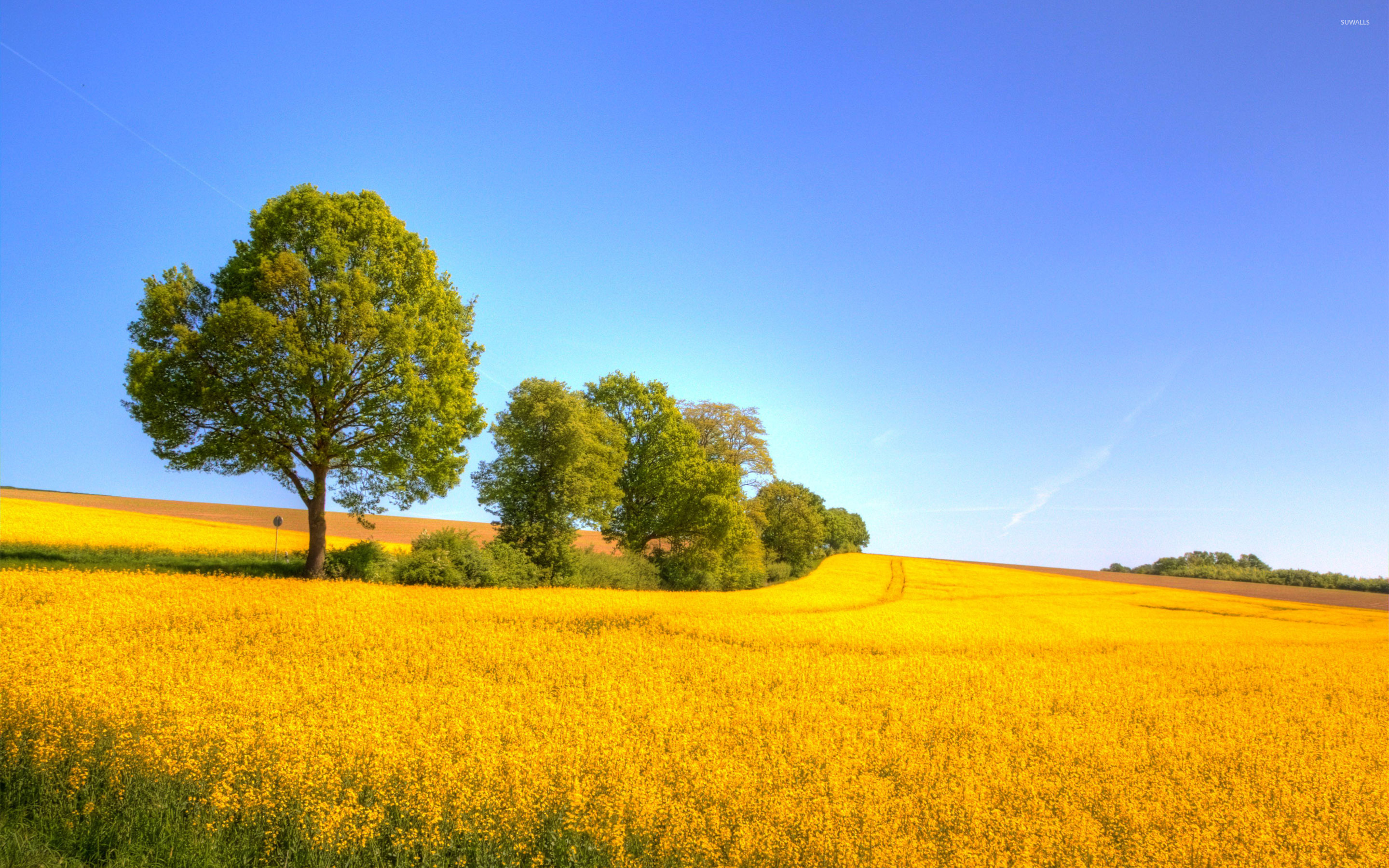 Yellow rapeseed field wallpaper - Nature wallpapers - #24532
