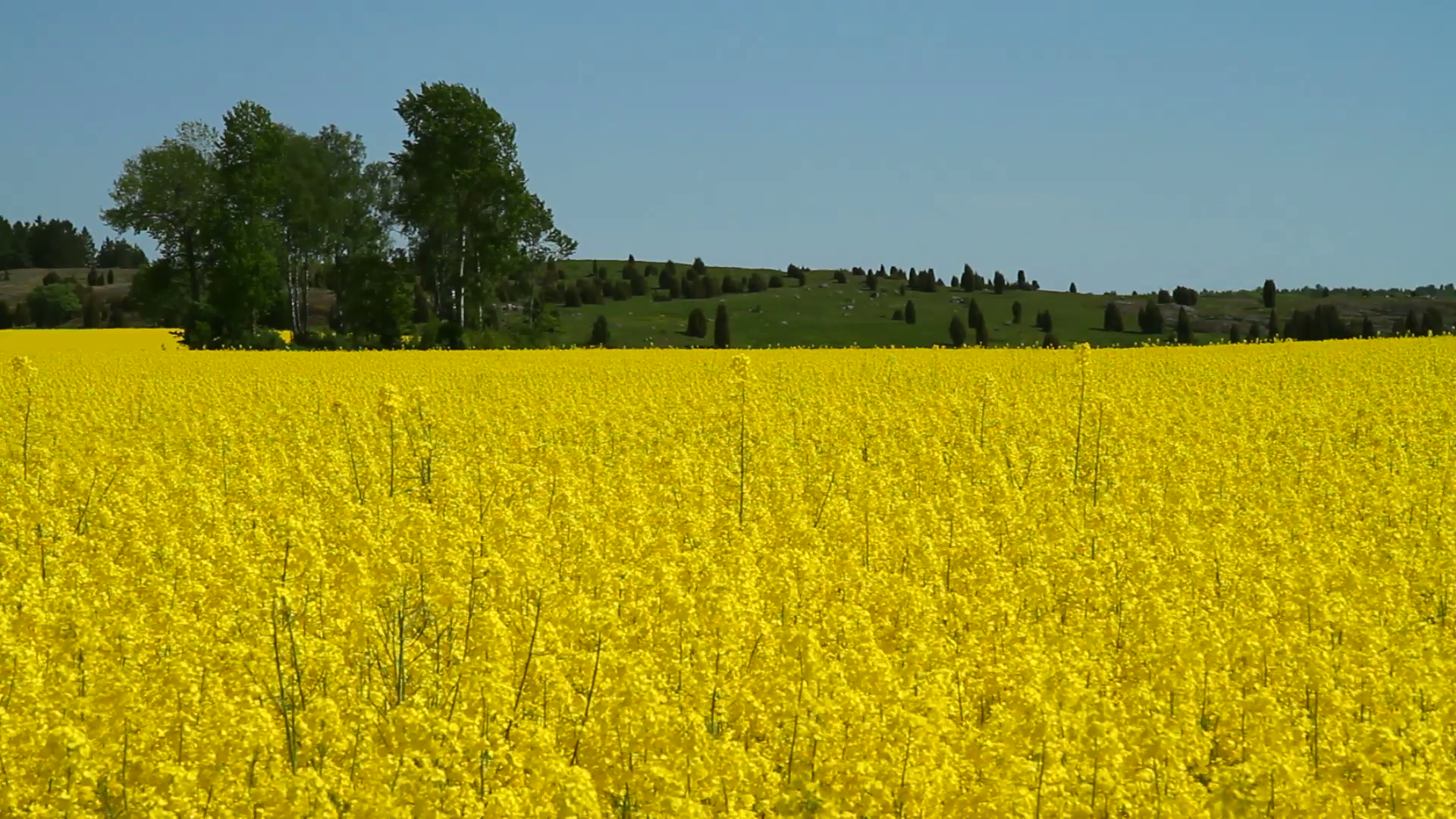 Yellow rapeseed field in the spring. Stock Video Footage - VideoBlocks