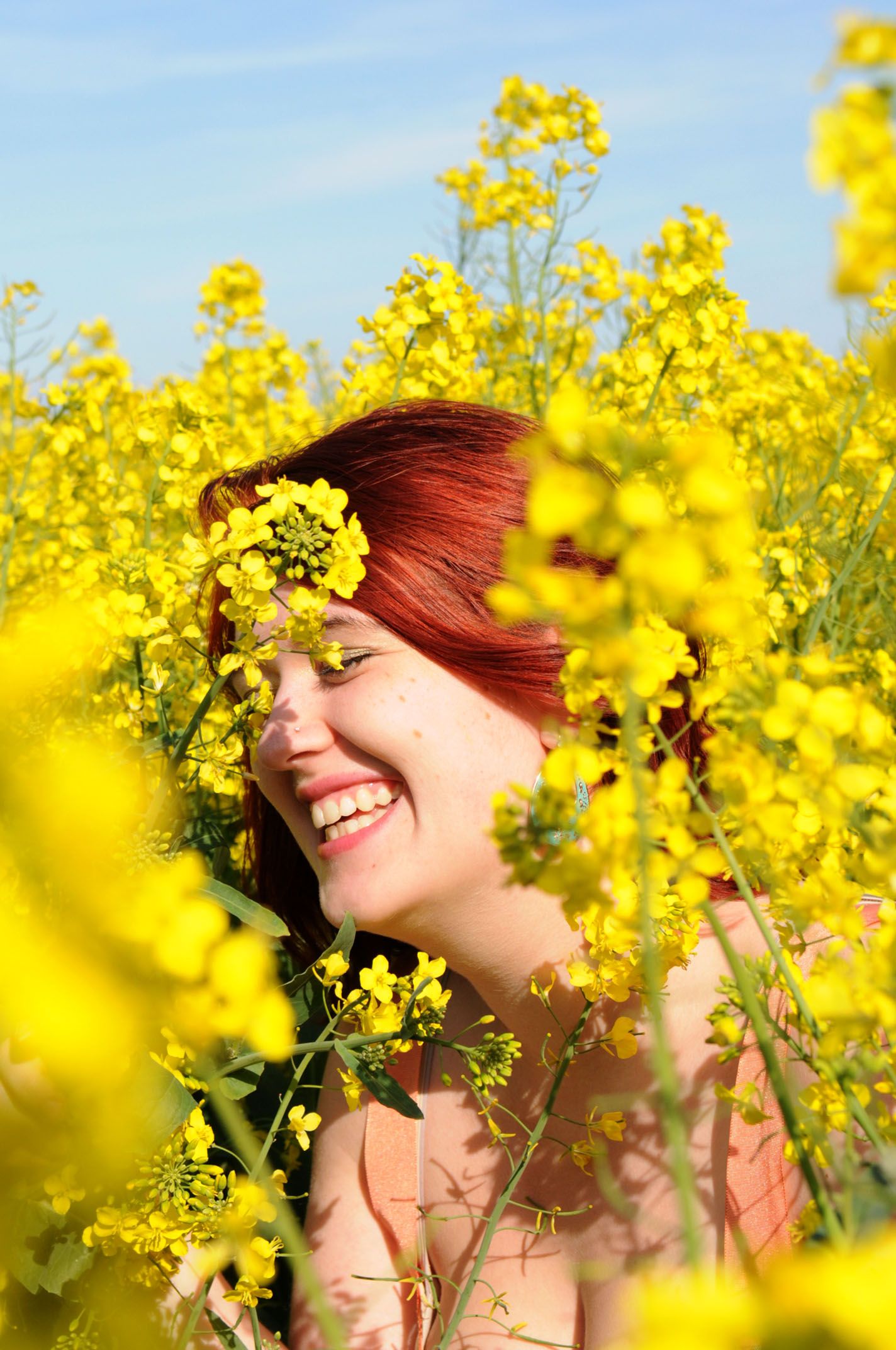 Daisy in the Rapeseed field in Summer | Photographing rapeseed field ...