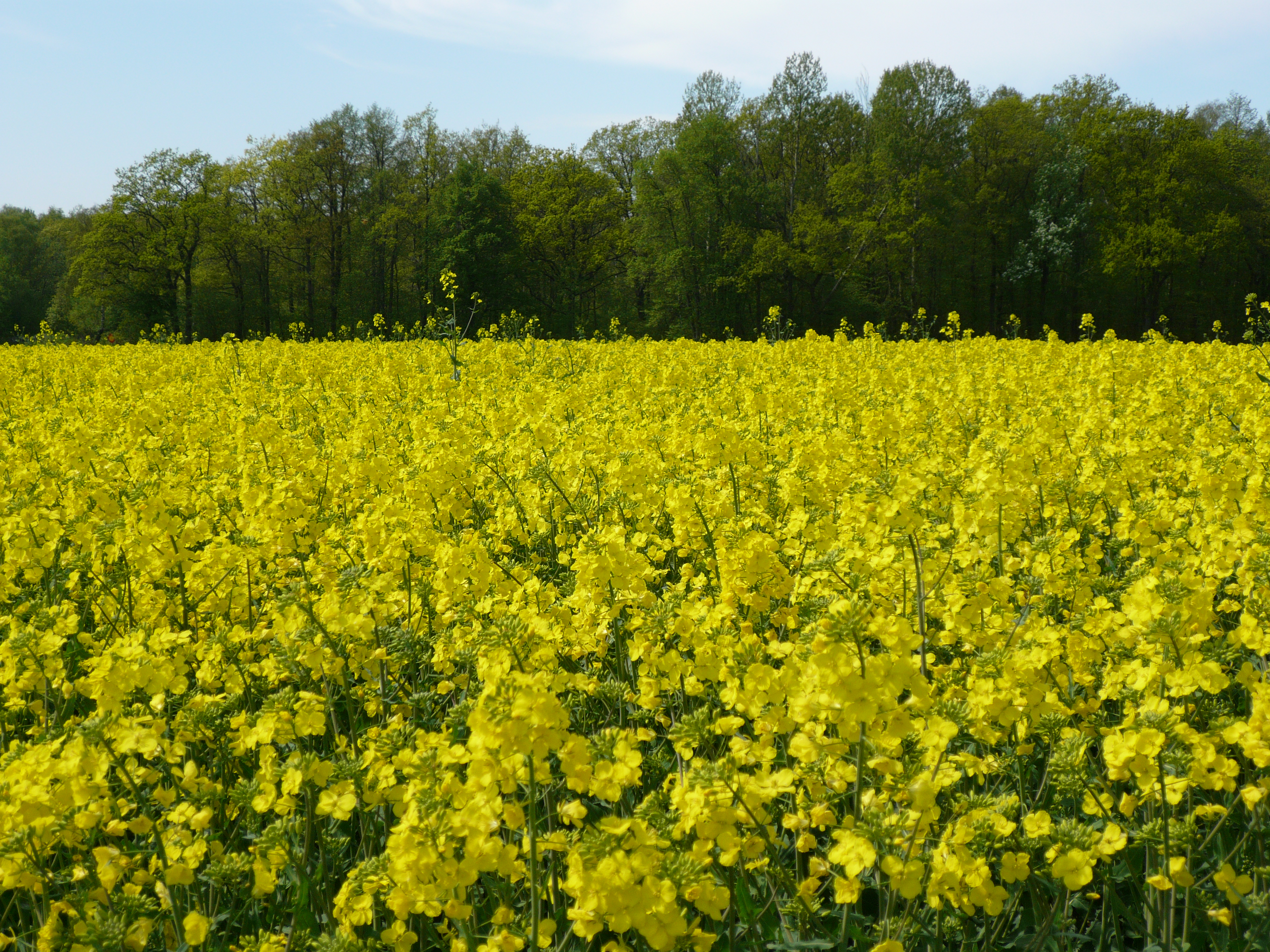 Rapeseed Flowers – Fields of Yellow | The Traveling Naturalist