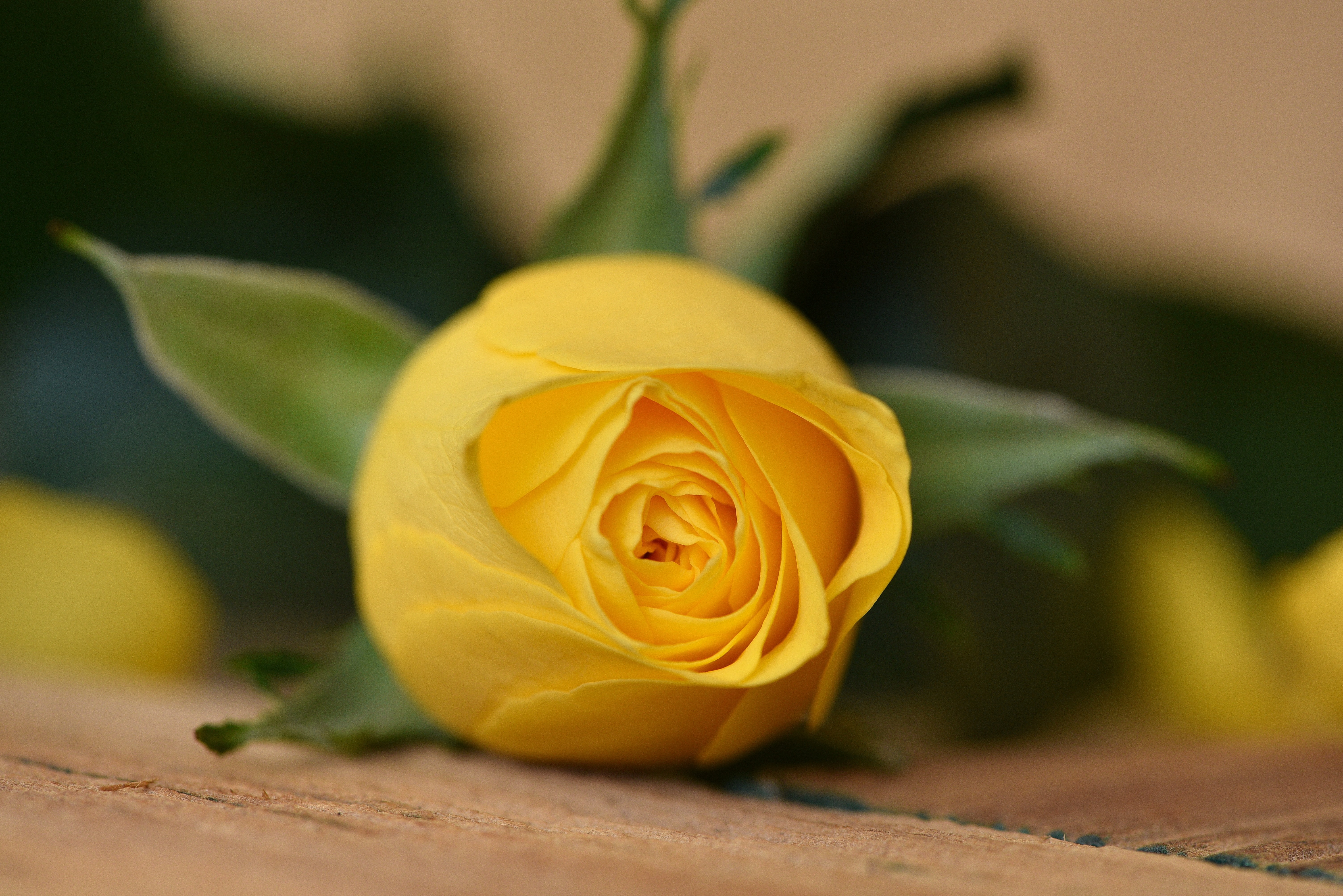 Yellow Rose, Bloom, Blooming, Flower, Fragrance, HQ Photo