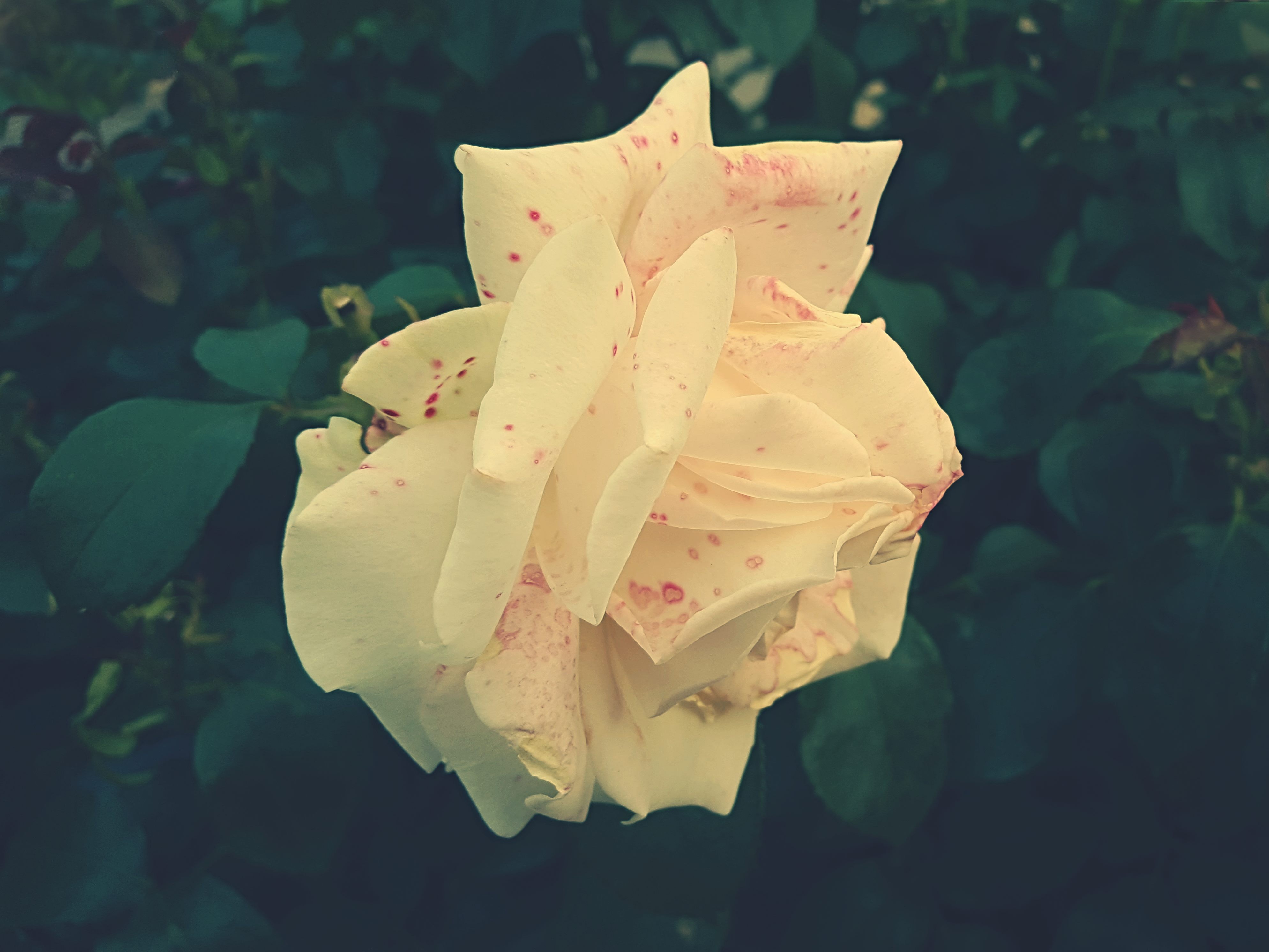 Yellow Rose, Bloom, Garden plant, Summer, Petals, HQ Photo