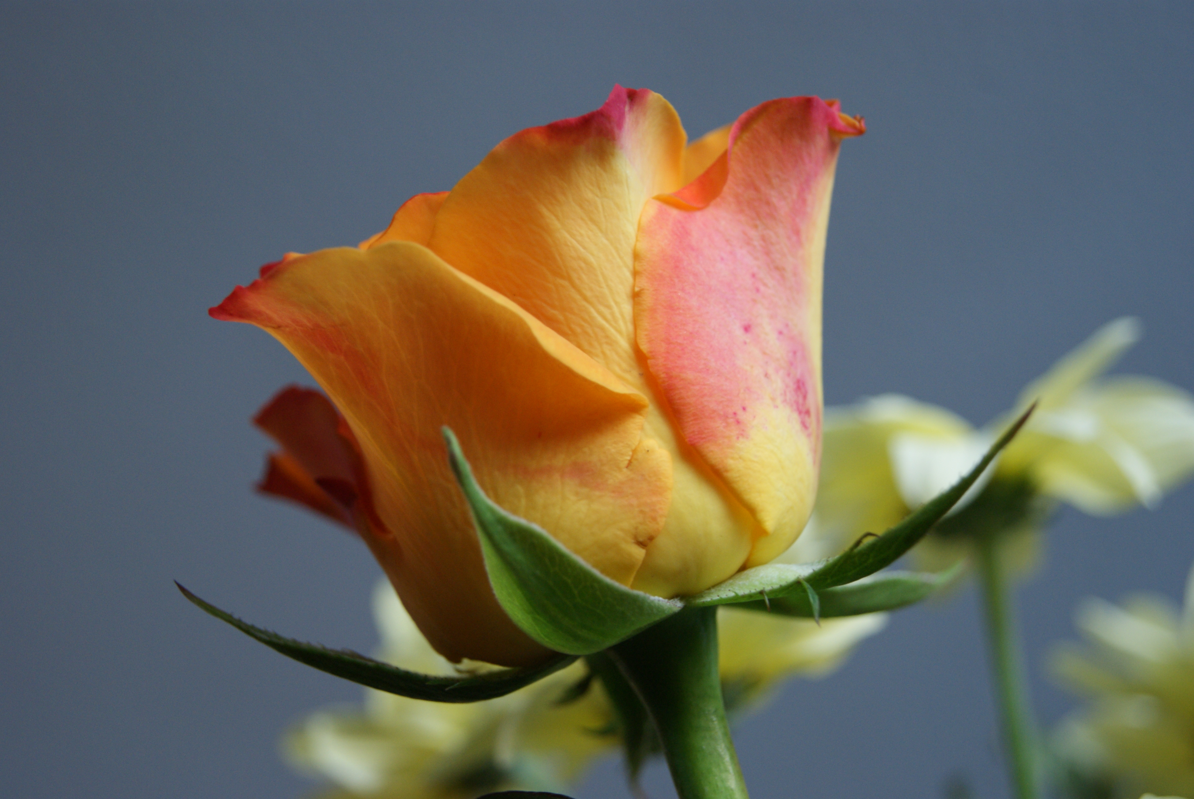 File:Yellow-Rose.JPG - Wikimedia Commons