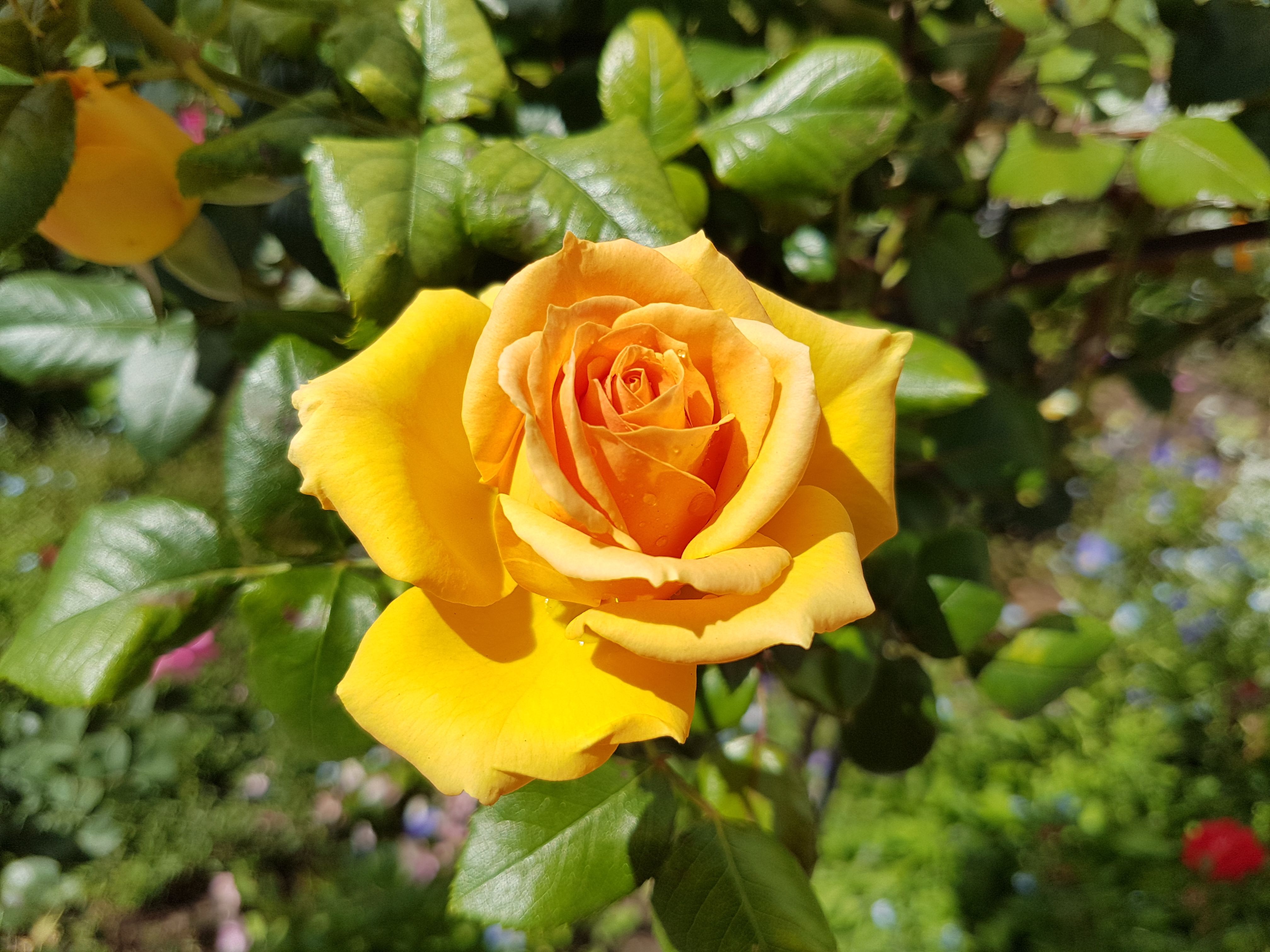 Color Challenge, Wednesday - Yellow: Roses — Steemit