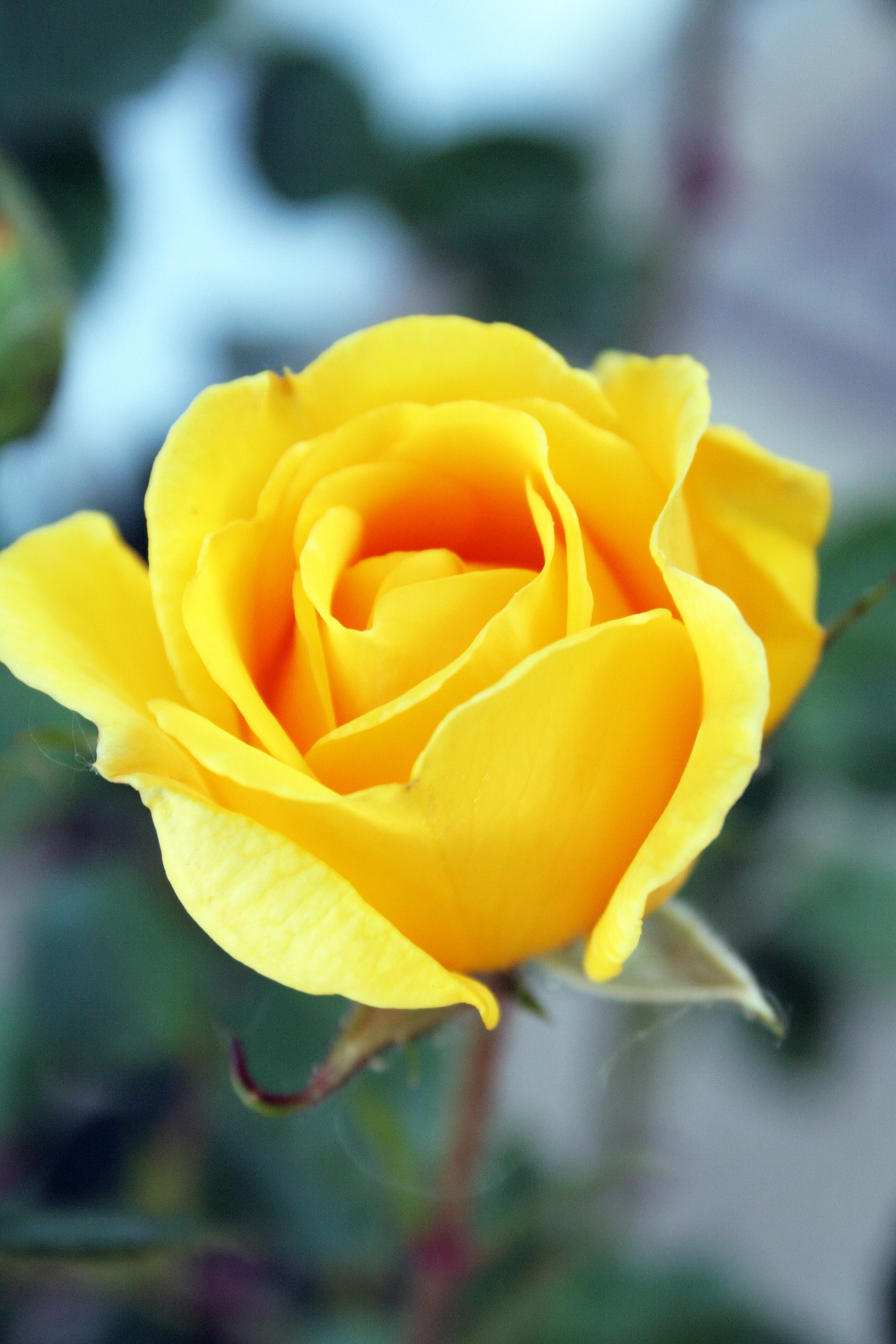 Yellow roses highlight Women's Day – UCCS Communique