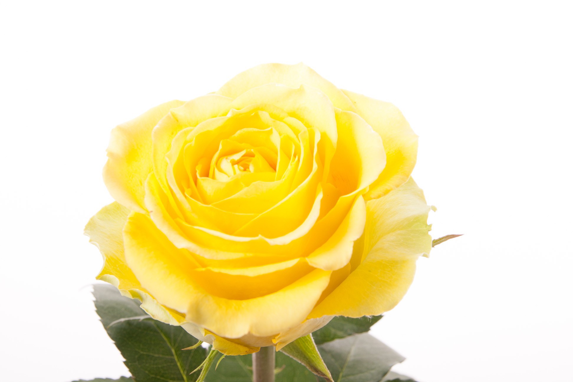 Yellow Rose For Texas – New Downloadable PDF of Yellow Rose ...
