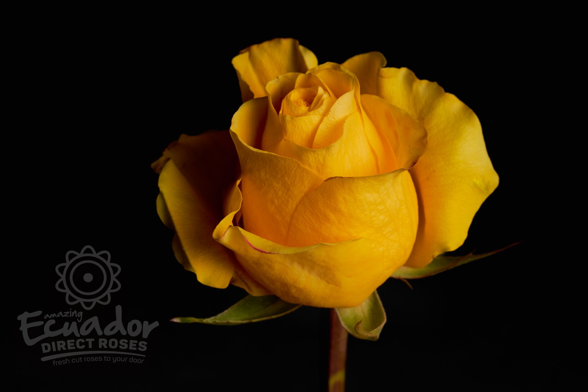 BRIGHTON - Yellow Rose | Ecuador Direct Roses