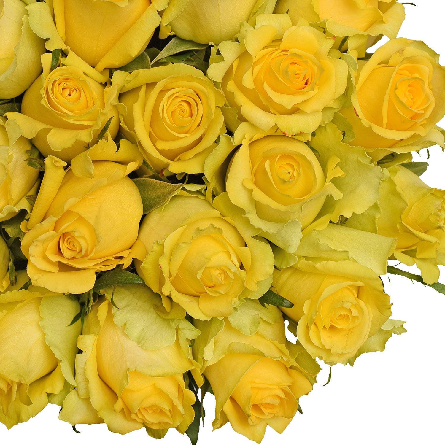Natural Fresh Flowers - Yellow Roses, 20