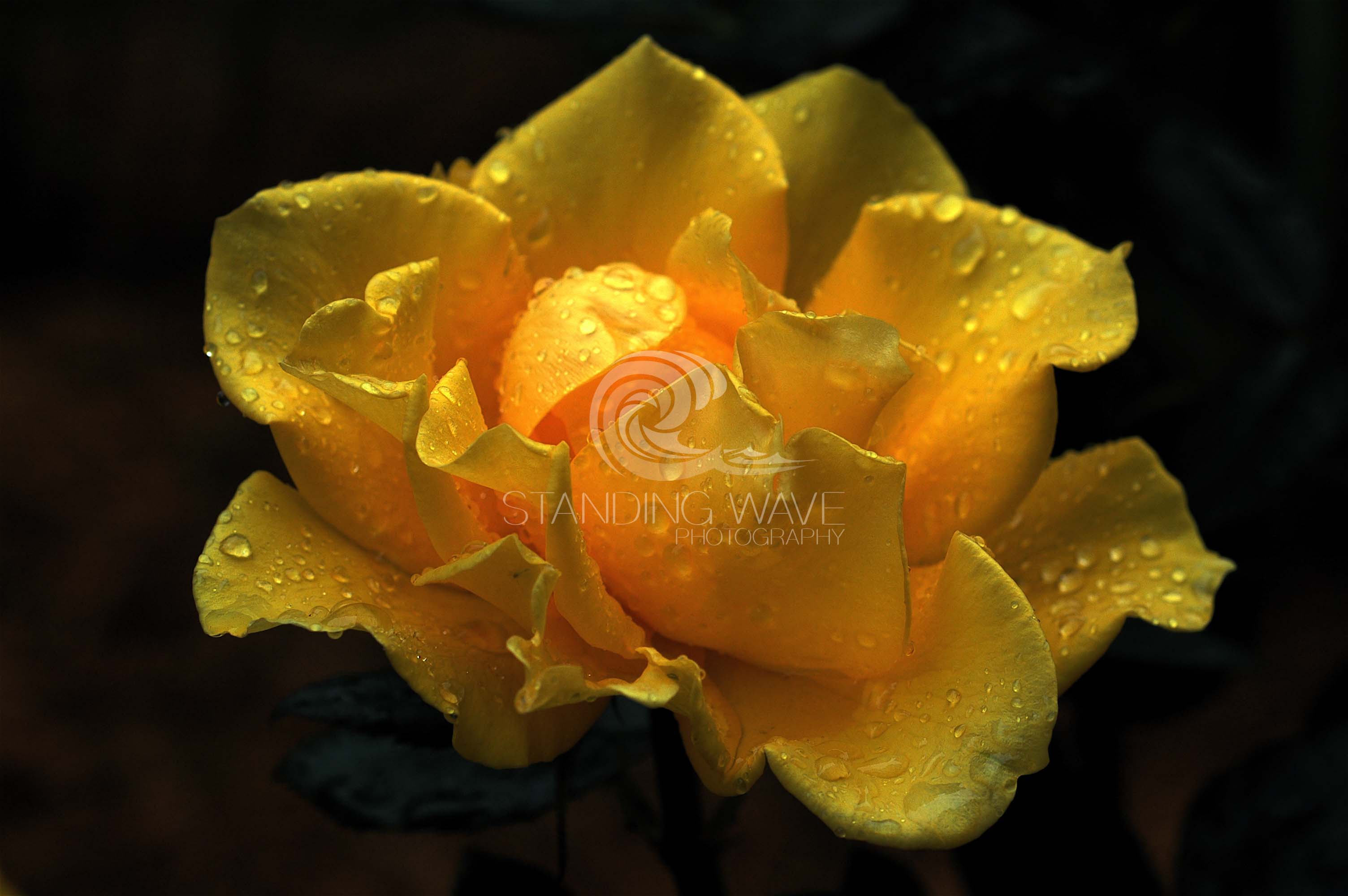 Yellow Upright Rose Card - Standing Wave Photography