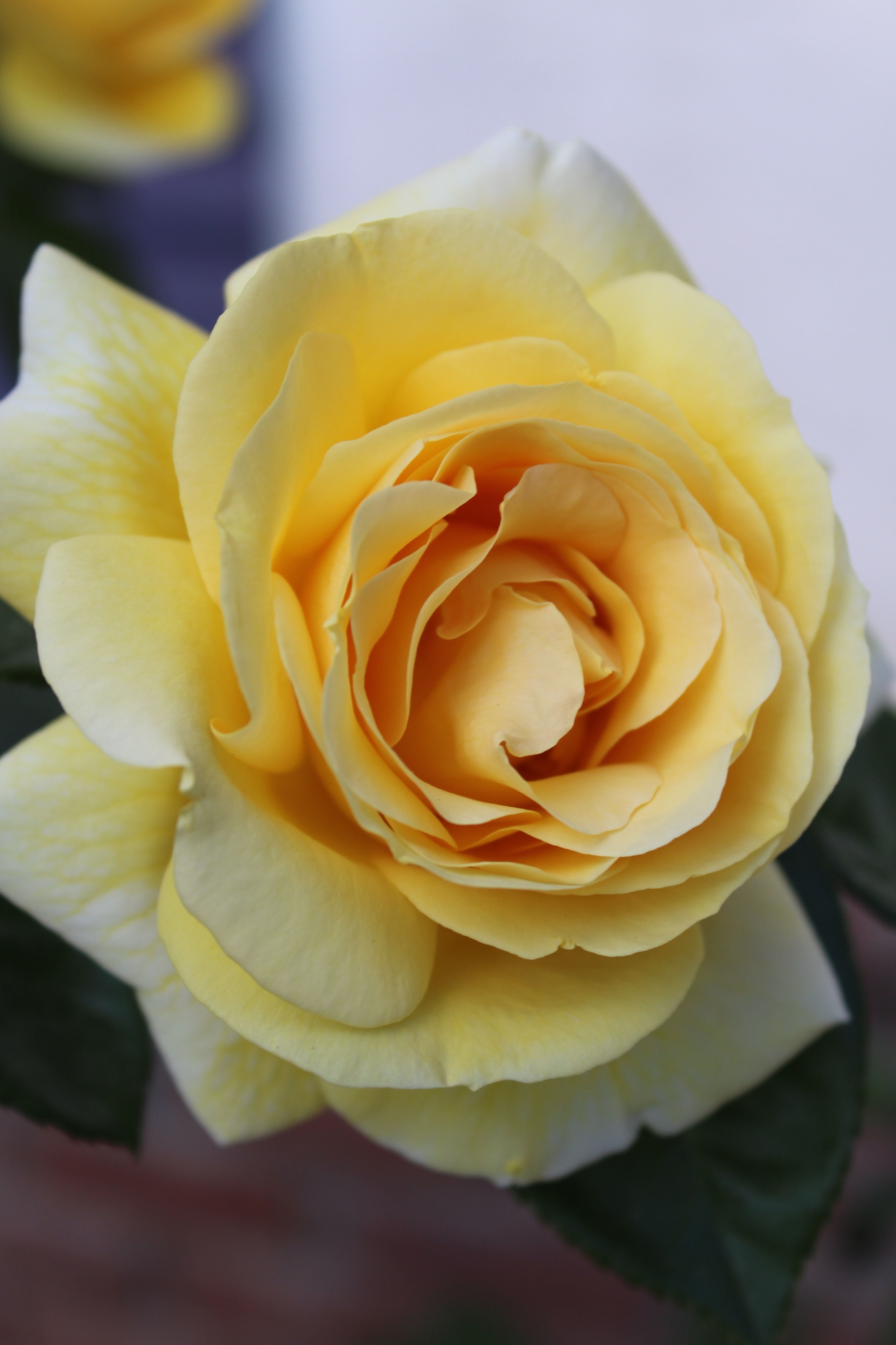 Yellow rose flower in close-up photography