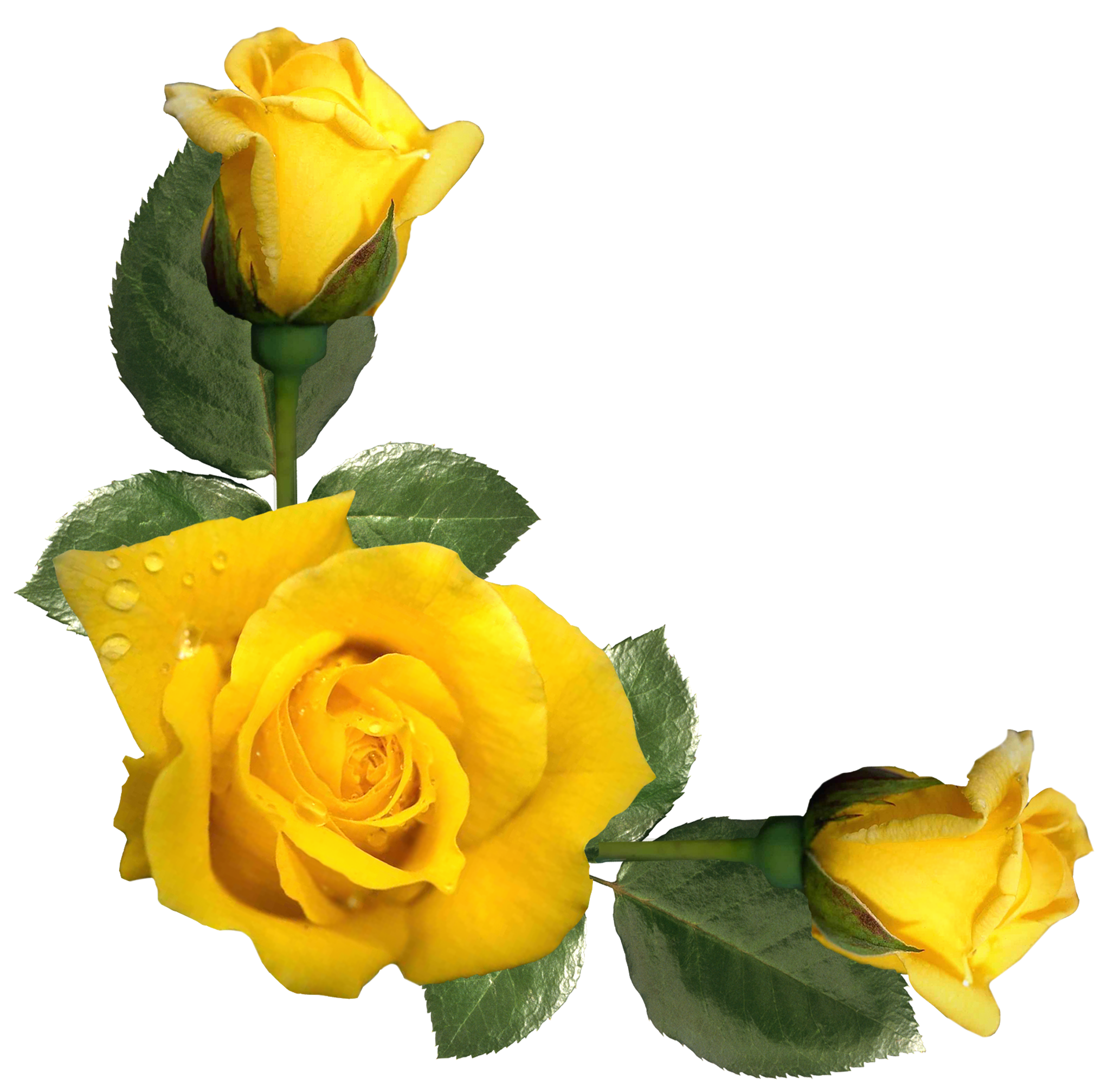 Beautiful Yellow Roses Decor PNG Image | Gallery Yopriceville ...