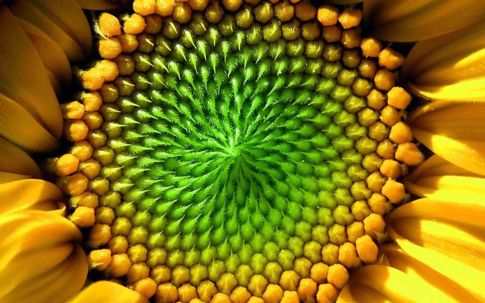 Yellow seed photo