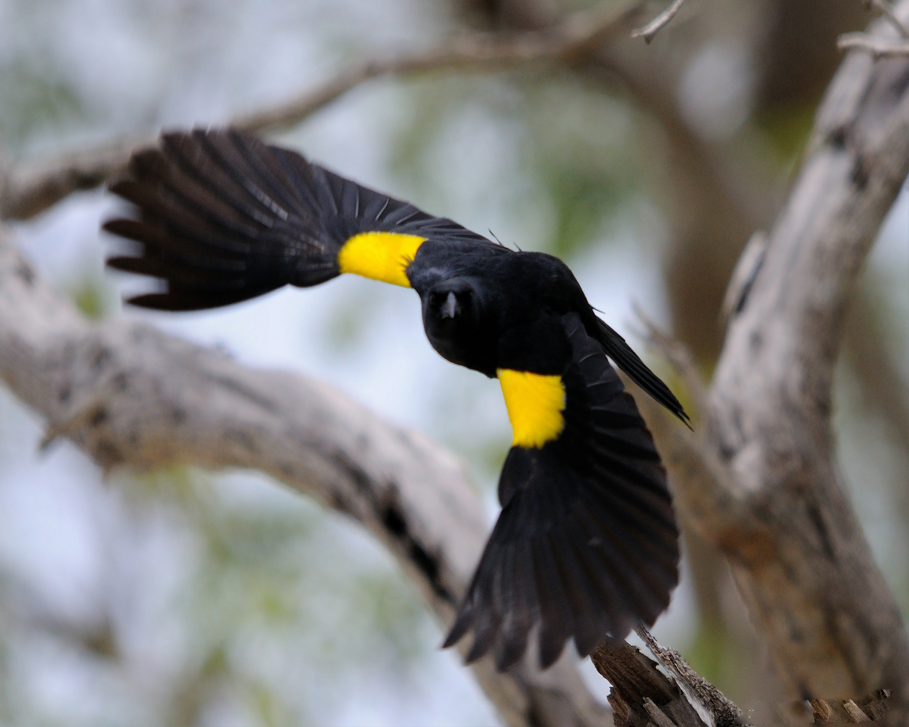 File:Yellow-shouldered Blackbird 11 Mike Morel.jpg - Wikimedia Commons