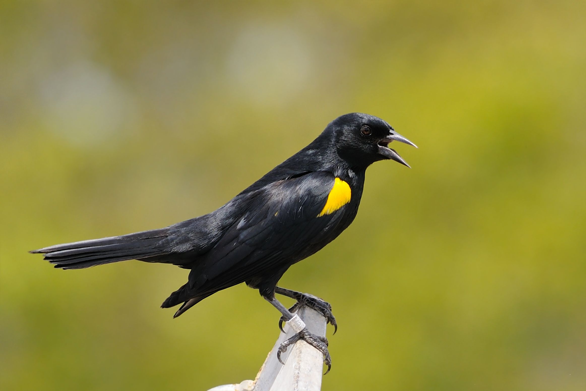 Yellow-shouldered blackbird - Wikipedia, the free encyclopedia ...
