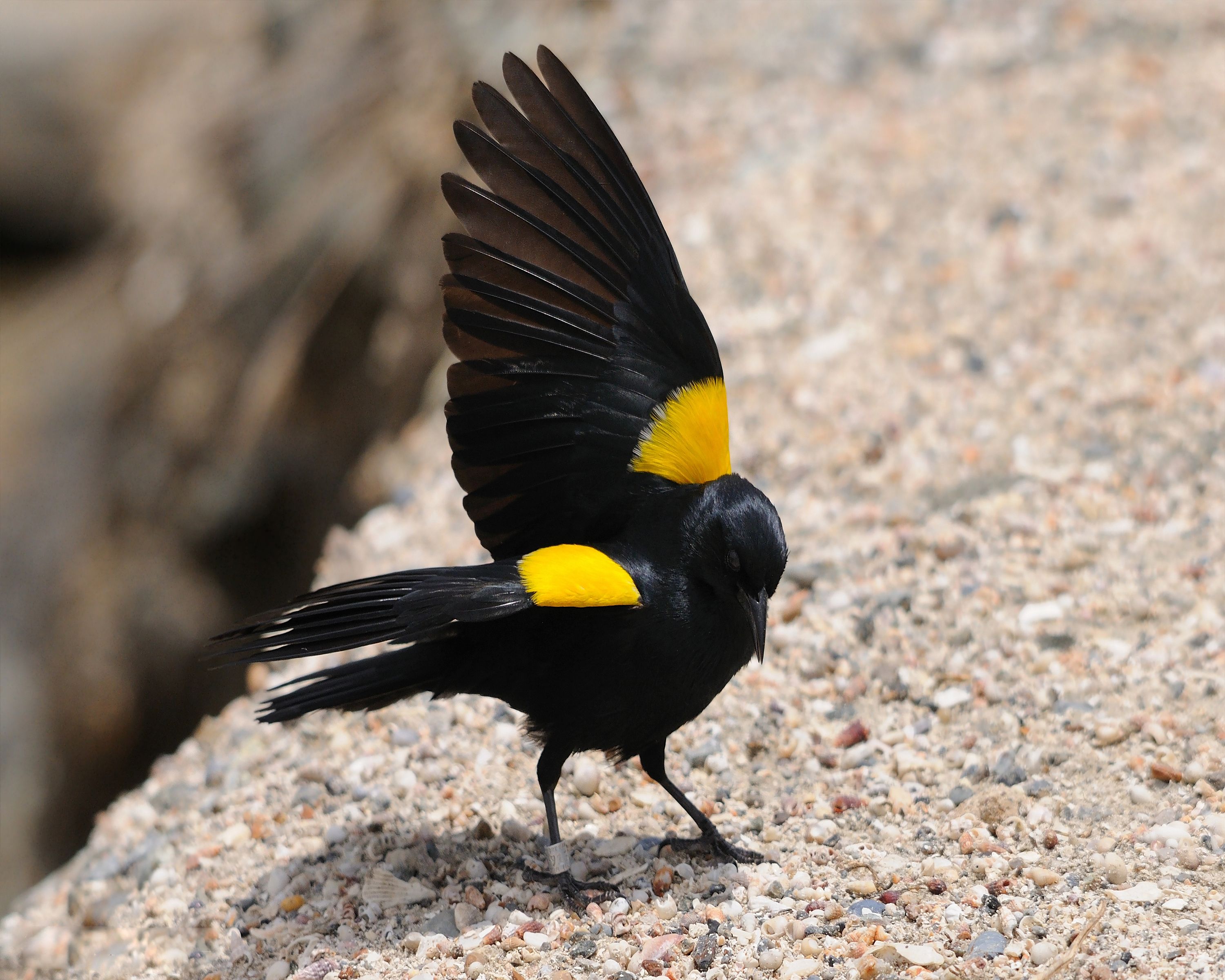 Yellow shouldered Blackbird | Birds in the Nature 1 | Pinterest | Bird