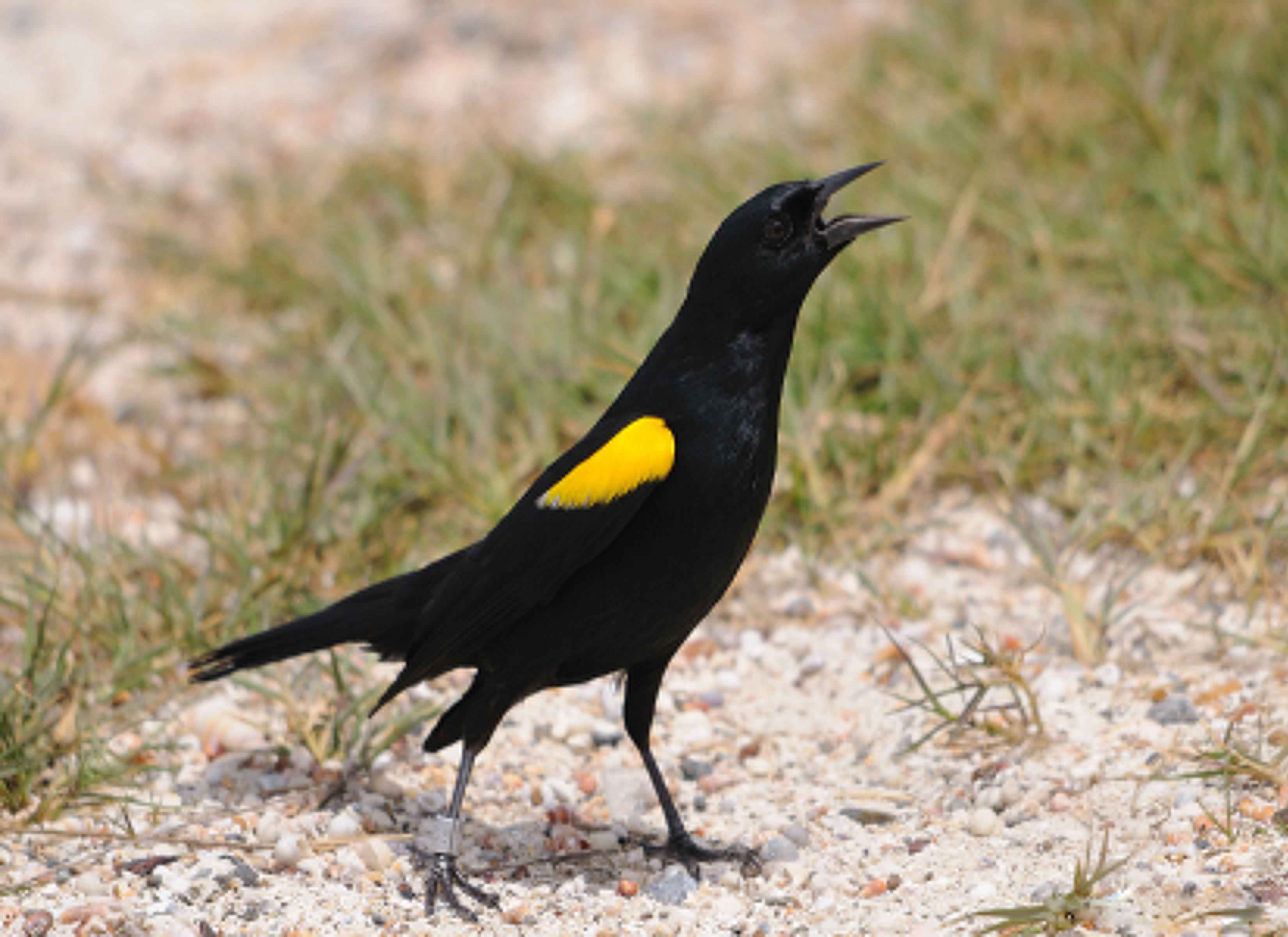 Free picture: up-close, yellow, shouldered, blackbird, standing ...