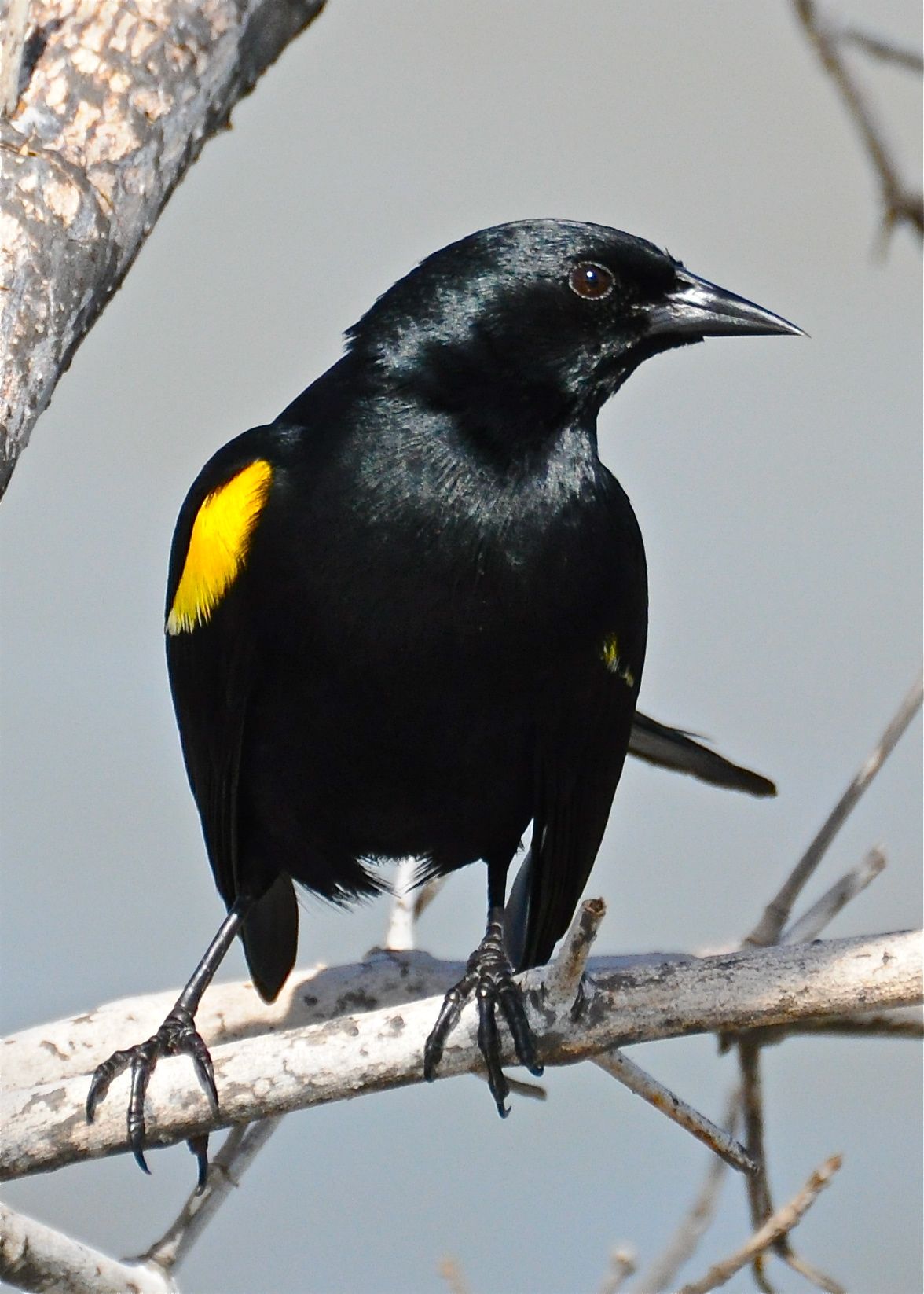 Yellow-shouldered blackbird. LAS SALINAS CABO ROJO | Mariquita ...