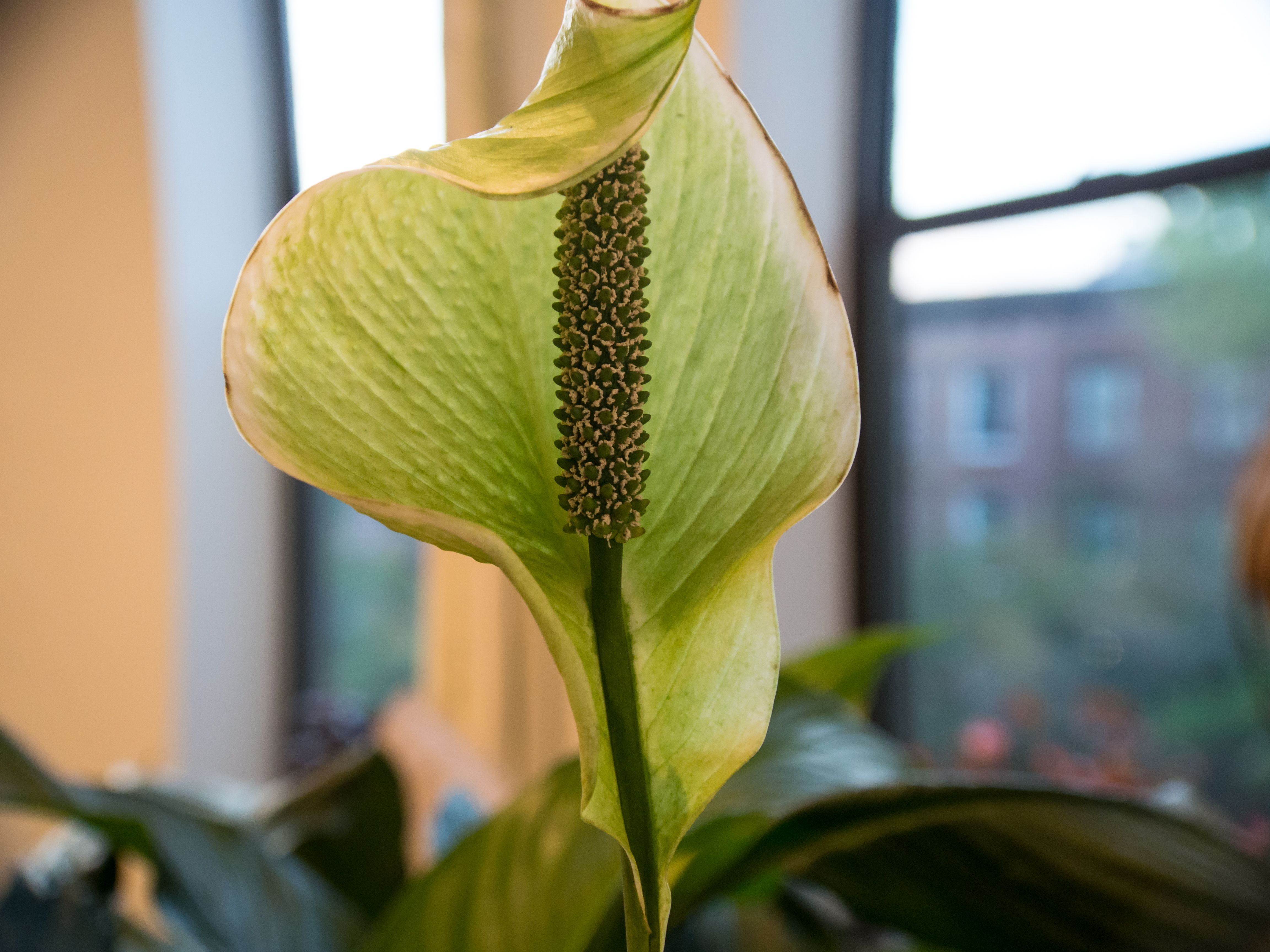 File:Peace lily spadix, spathe, pollen 1.jpg - Wikimedia Commons