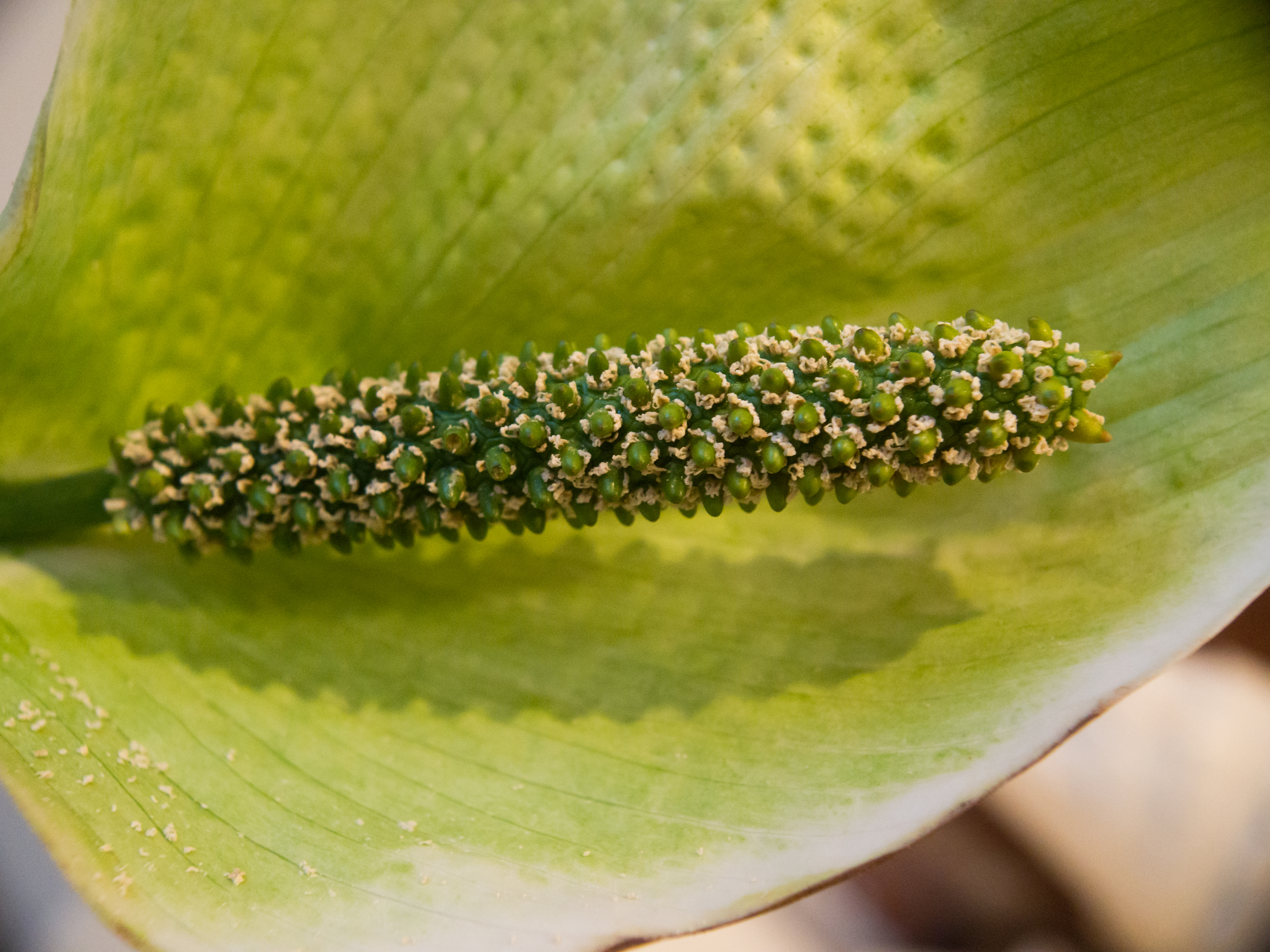 File:Peace lily spadix, spathe, pollen 2.jpg - Wikimedia Commons