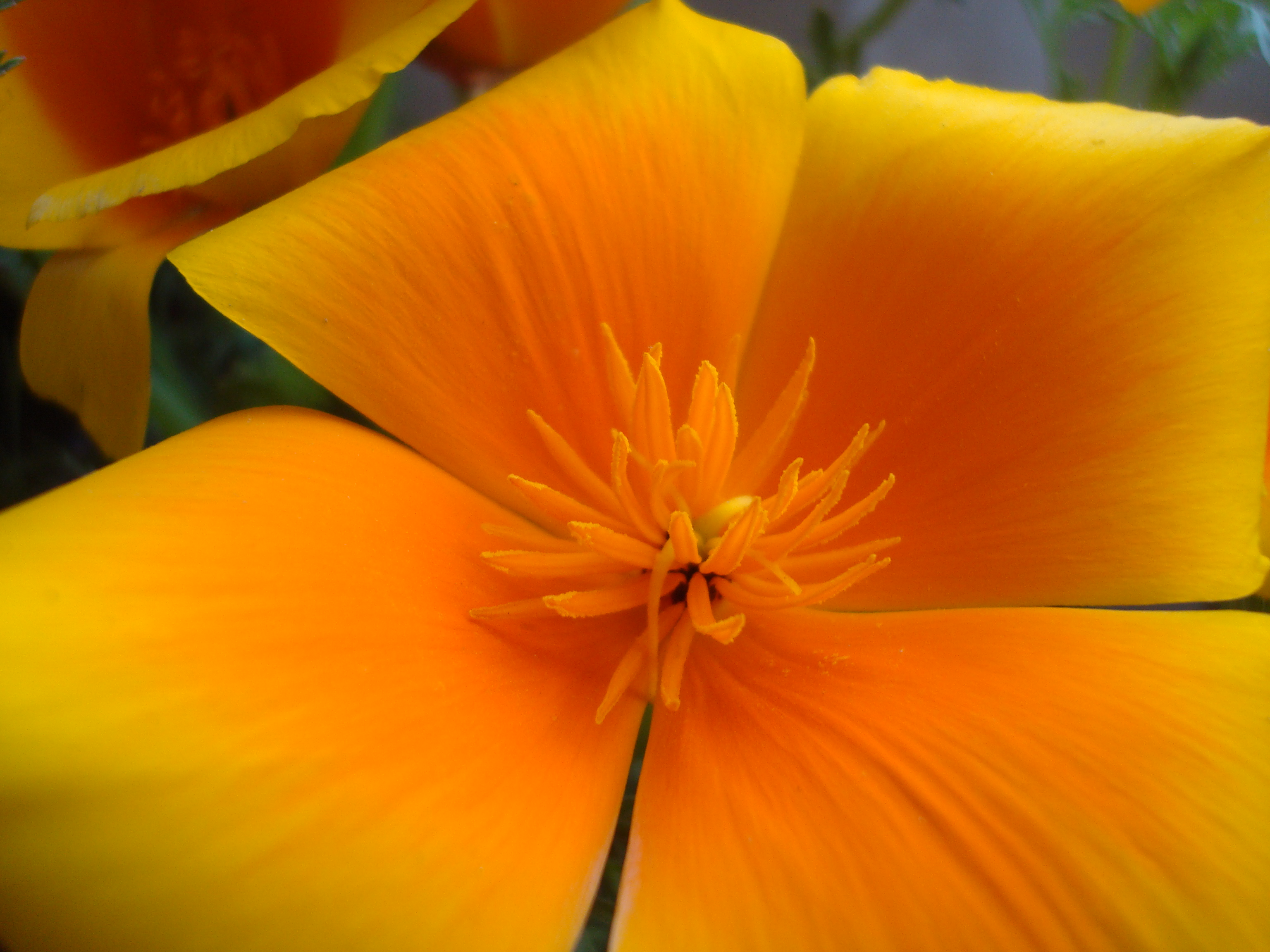 Yellow spring flower photo