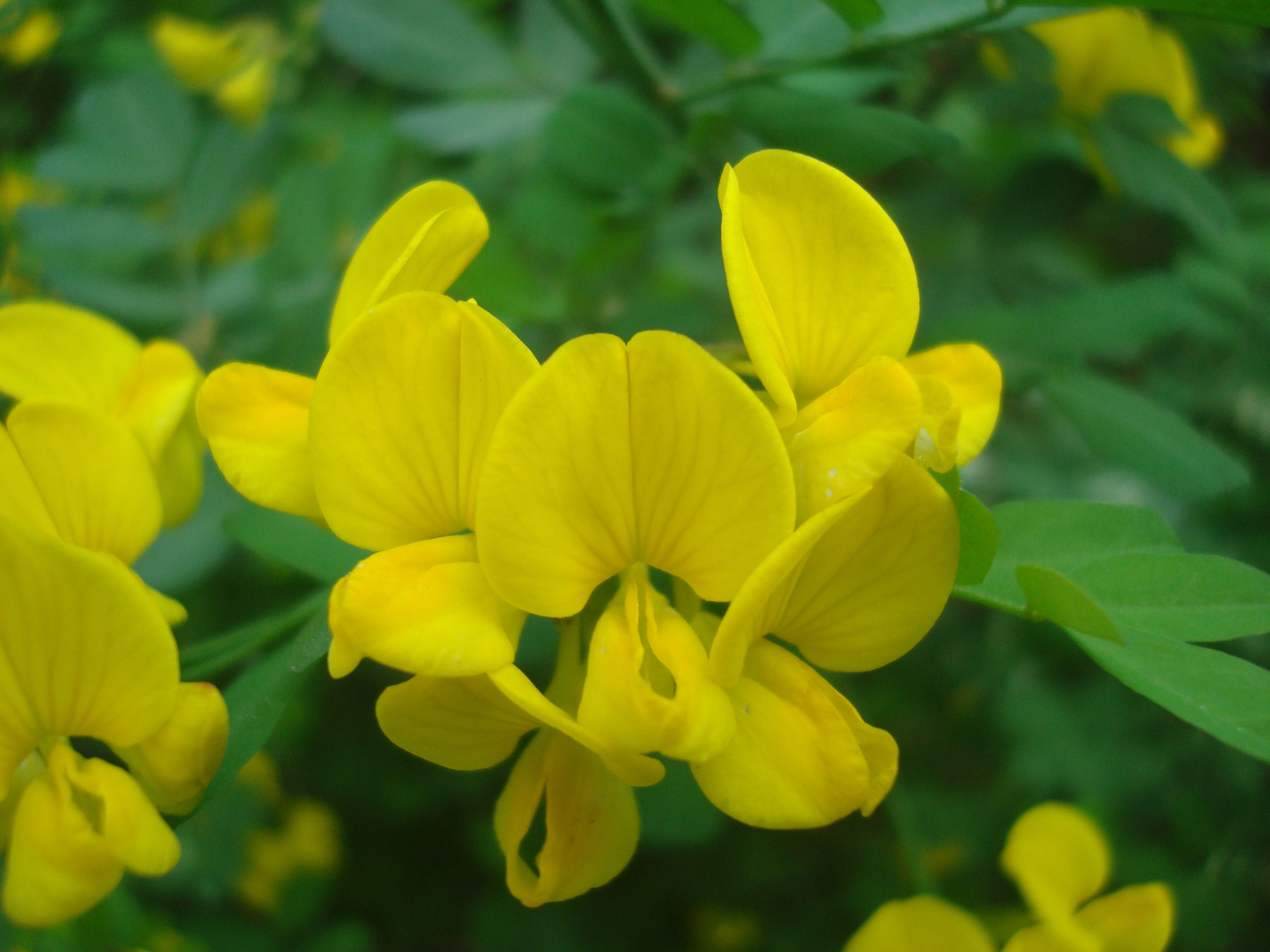 Yellow spring flowers photo