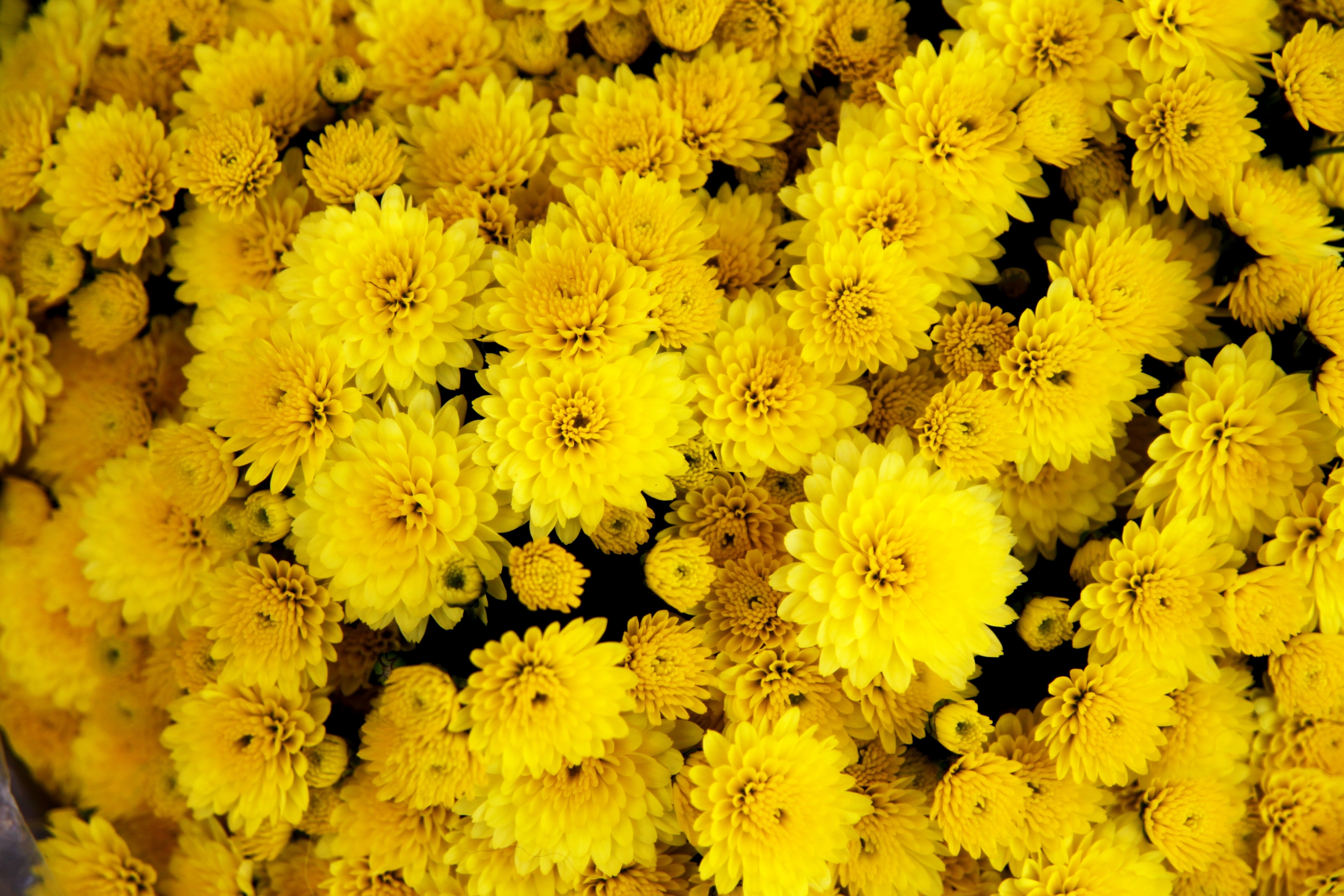 Flower, Yellow, Peaceful, Purple, Garden, flower, plant free image ...