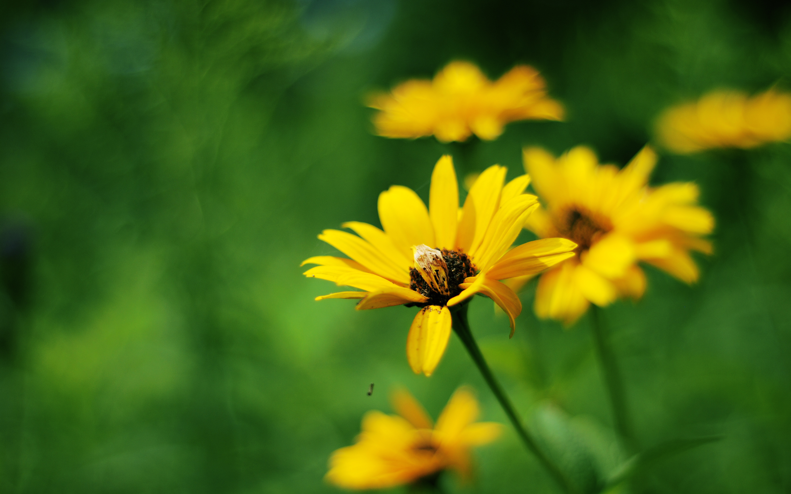 Yellow Summer Flowers Wallpapers | Wallpapers HD