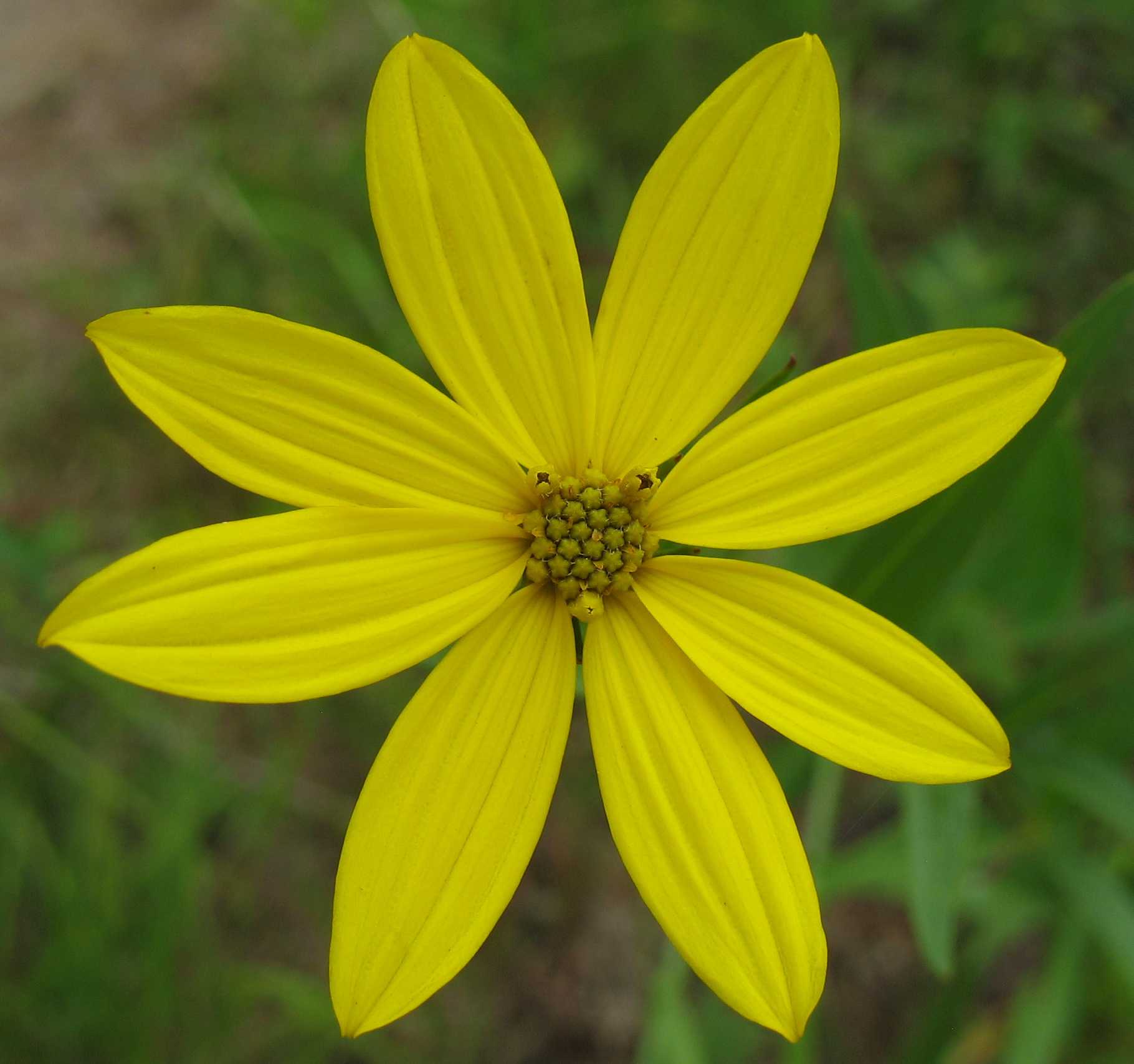 Yellow Summer Flowers | Using Georgia's Native Plants