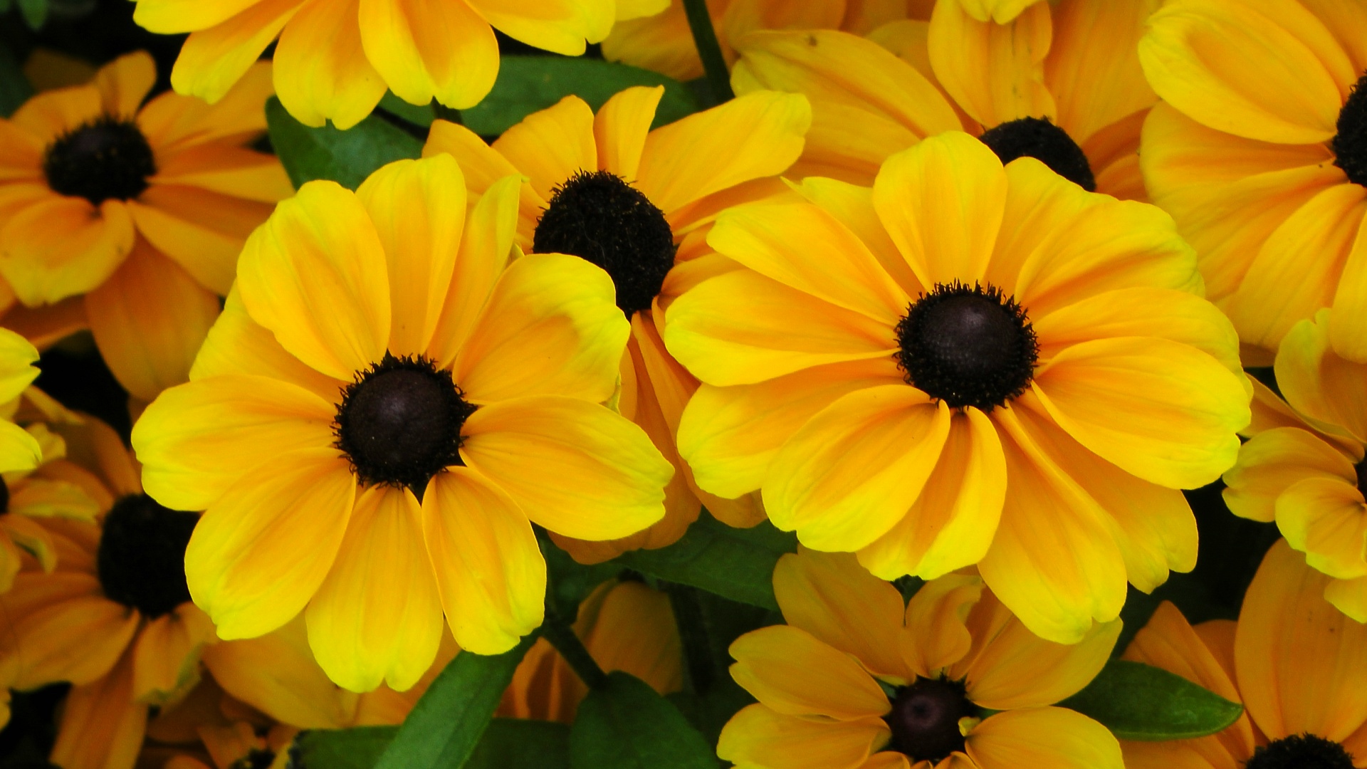 Yellow Summer Garden Flowers Free Stock Photo - Public Domain Pictures