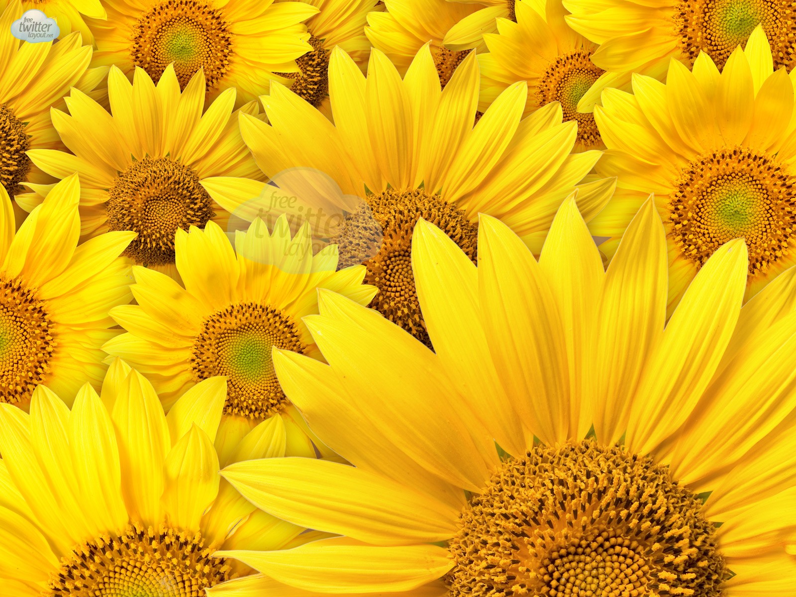 Flowers: TWITTER SUNFLOWERS Sunflower Install Back Yellow Ground HD ...