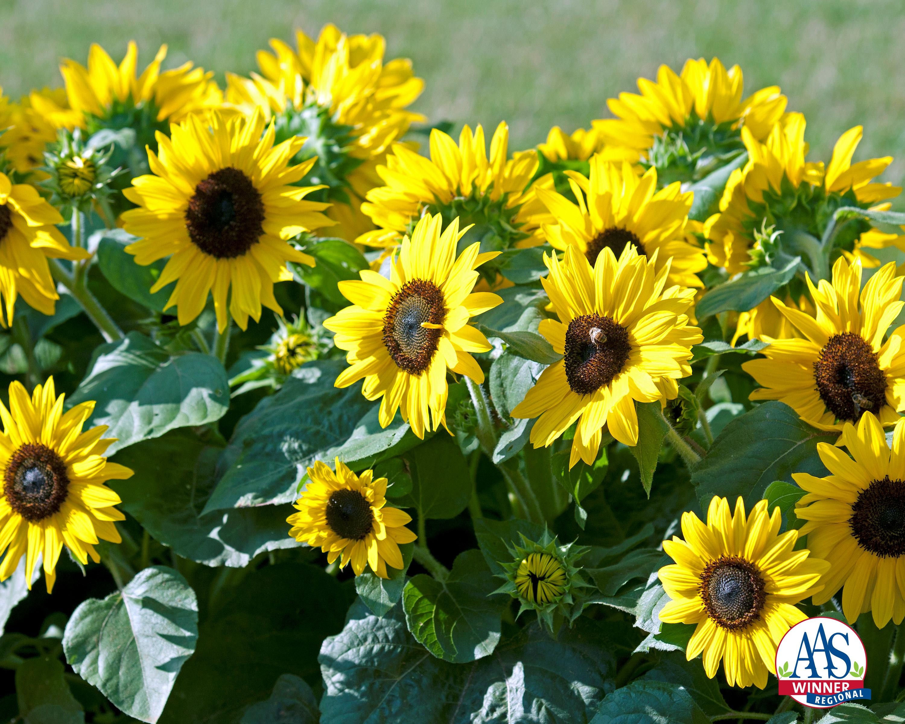 Sunflower Suntastic Yellow with Black Center F1 | All-America Selections