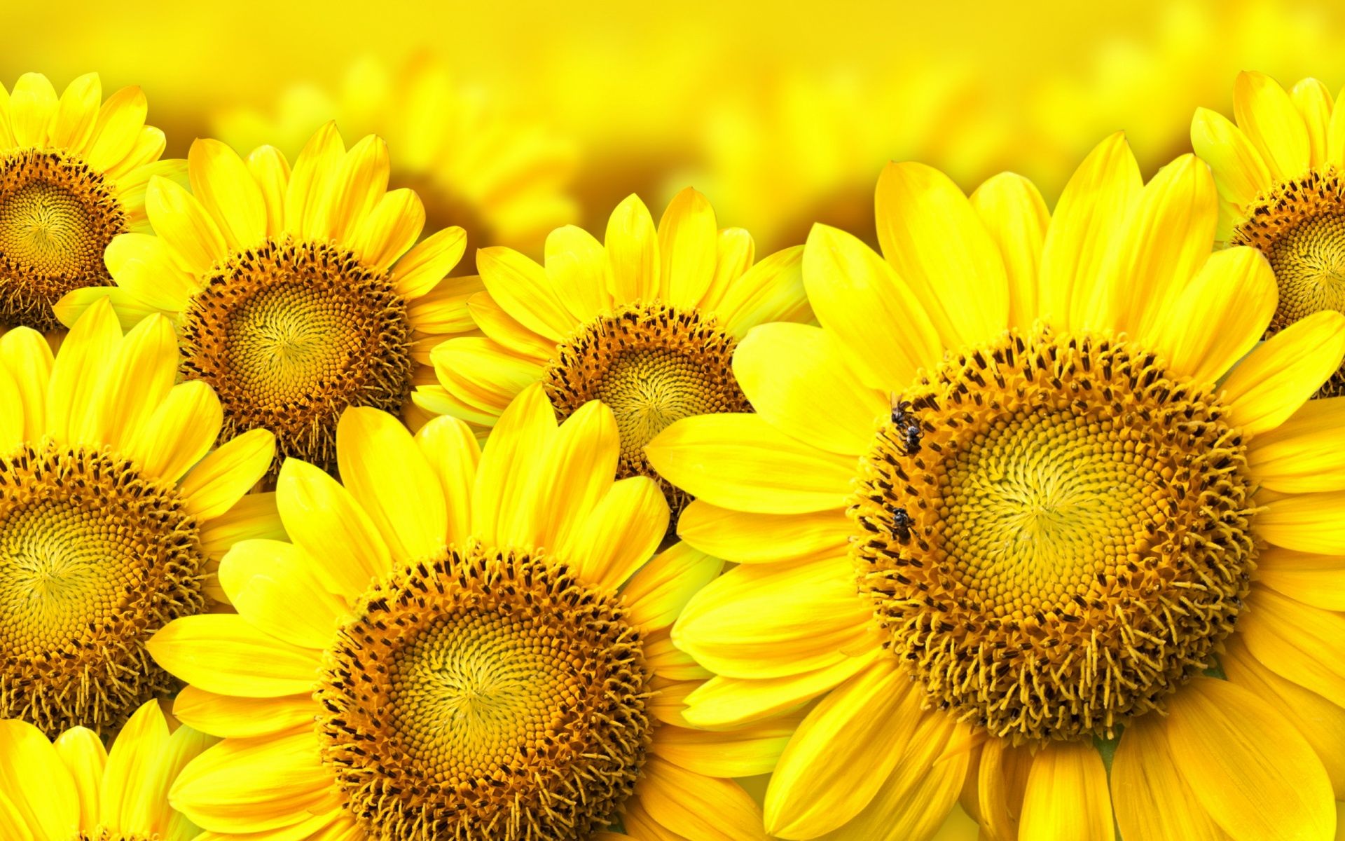 Yellow-Sunflower-Background | Hoa | Pinterest | Sunflower wallpaper ...