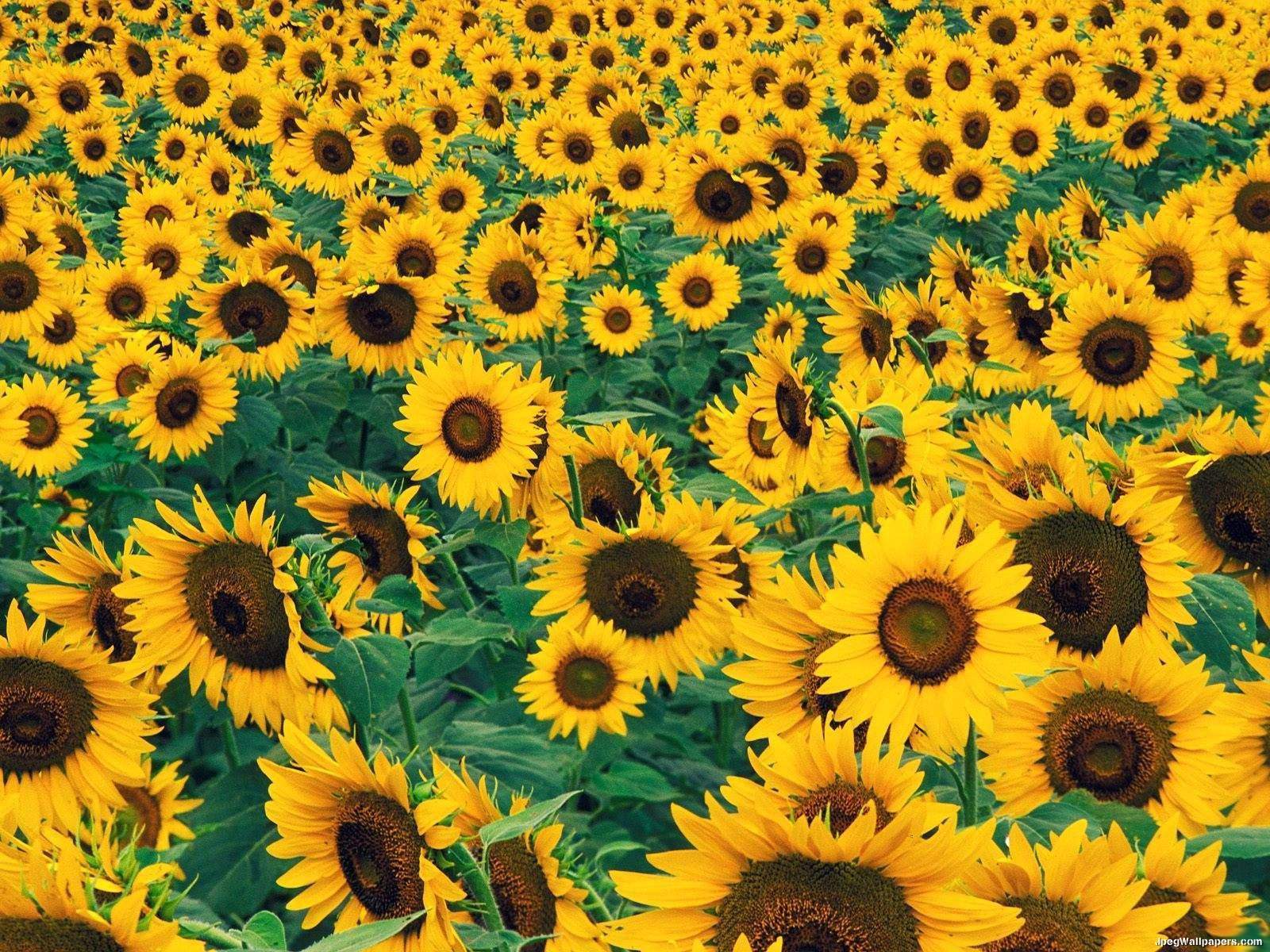 sunflower2015 images sunflowers garden HD wallpaper and background ...