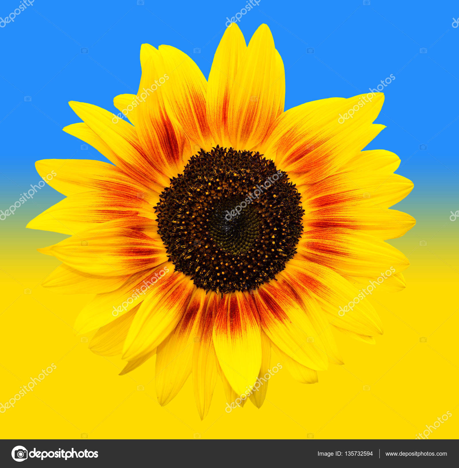 Bright yellow sunflowers head on yellow and blue gradiend background ...