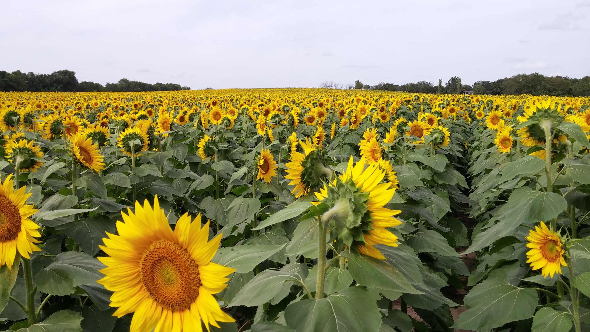 The Grinter sunflower fields in northeast Kansas | Diana Staresinic ...