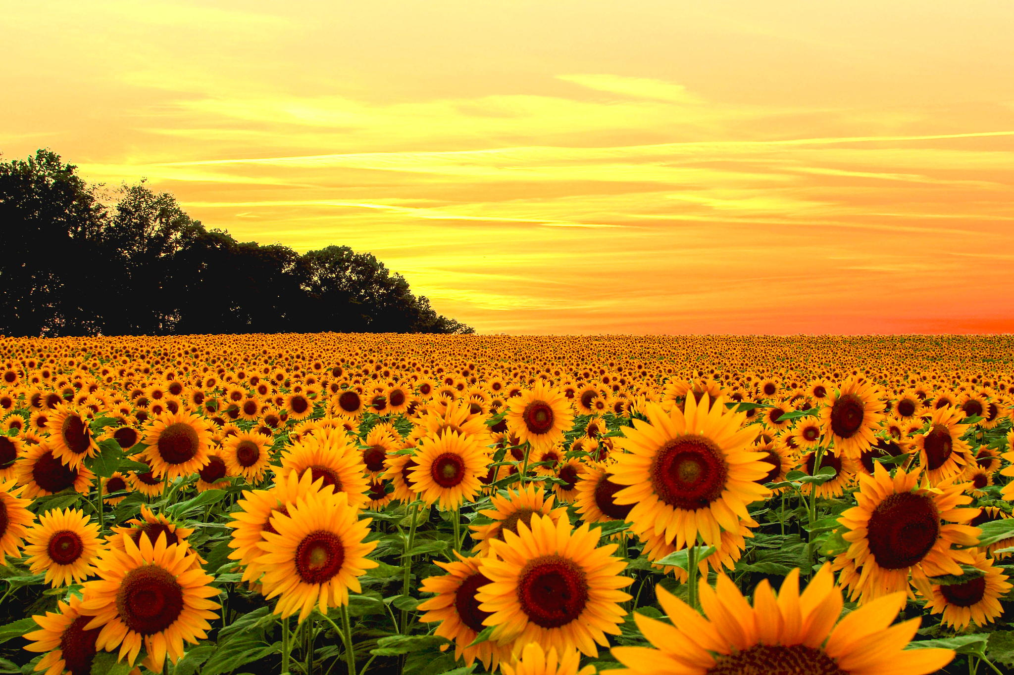 Free Photo Yellow Sunflower Field Agriculture Landscape Sunny