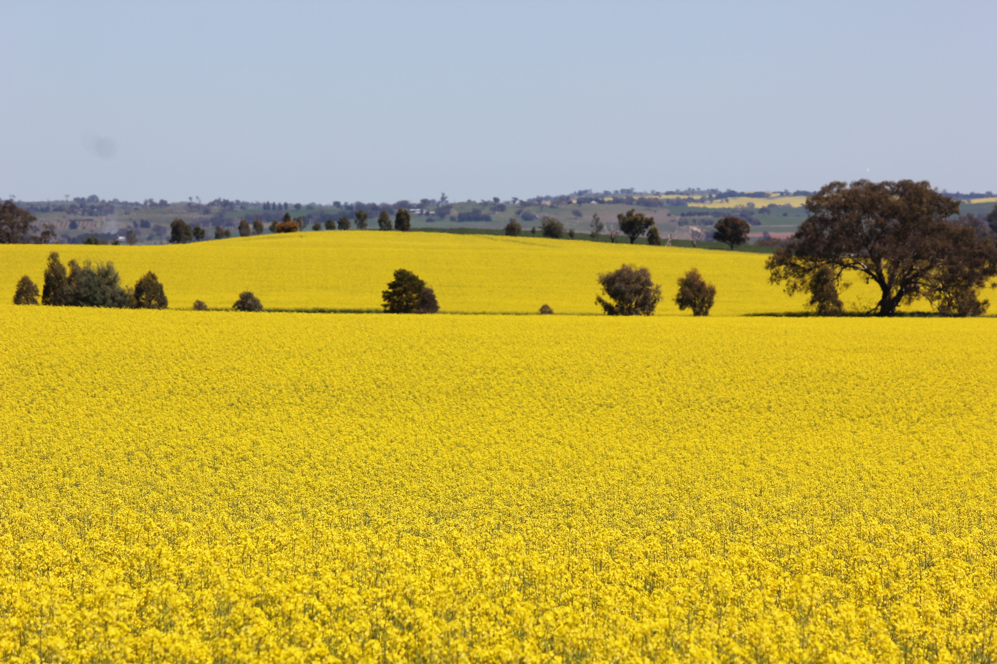 field of yellow flowers | bilbyandbear