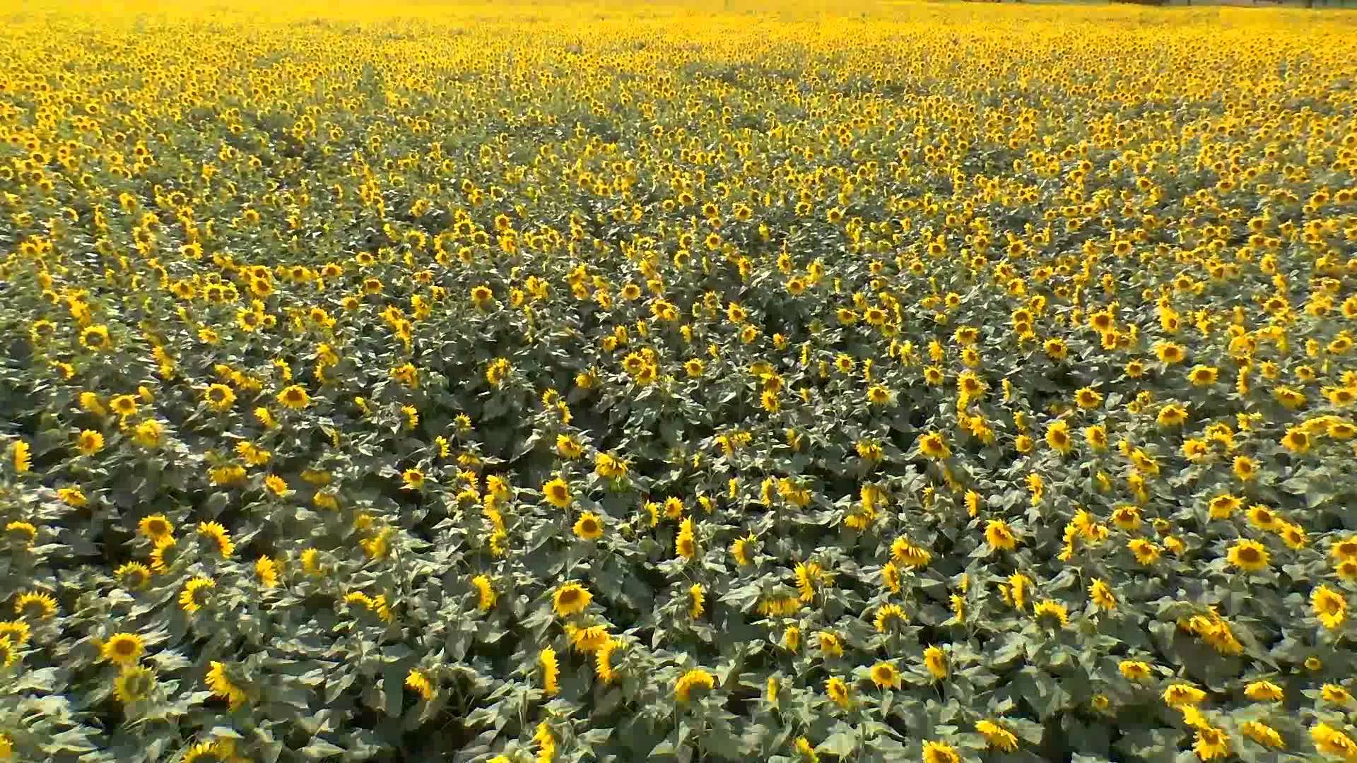 Sunflower field in Yellow Springs, OH - YouTube